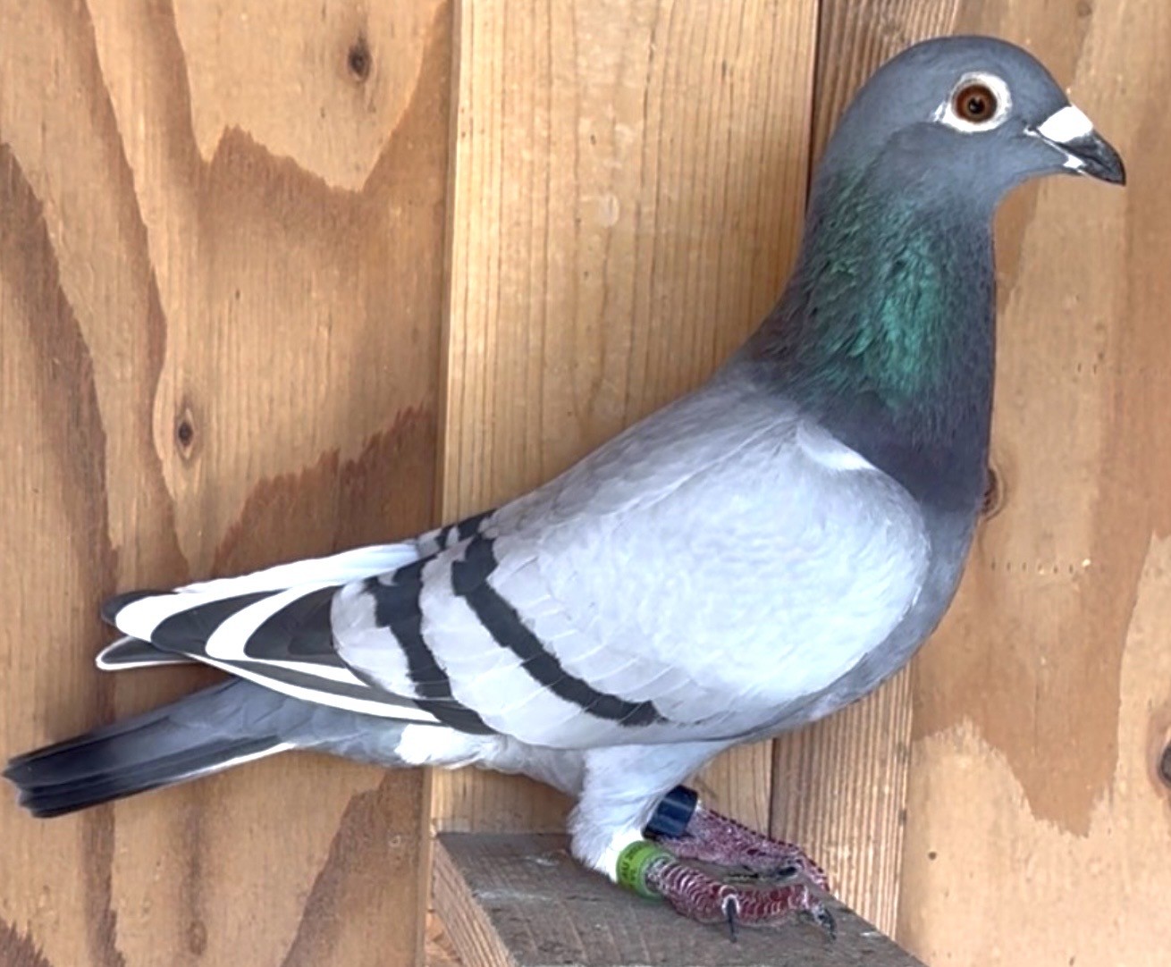 Granddaughter of Thomas 6