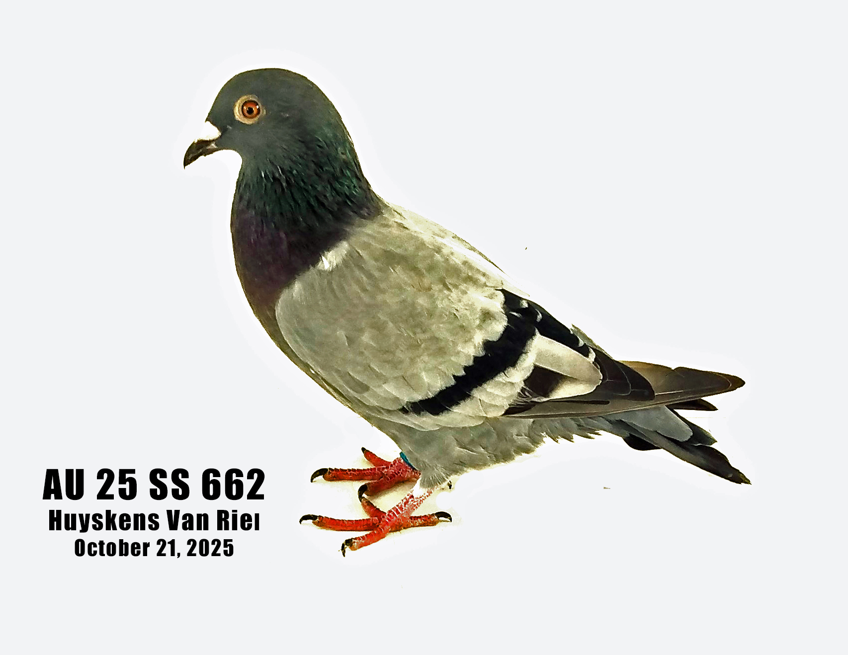 AU 25 SS 662 100% Huyskens Van Riel