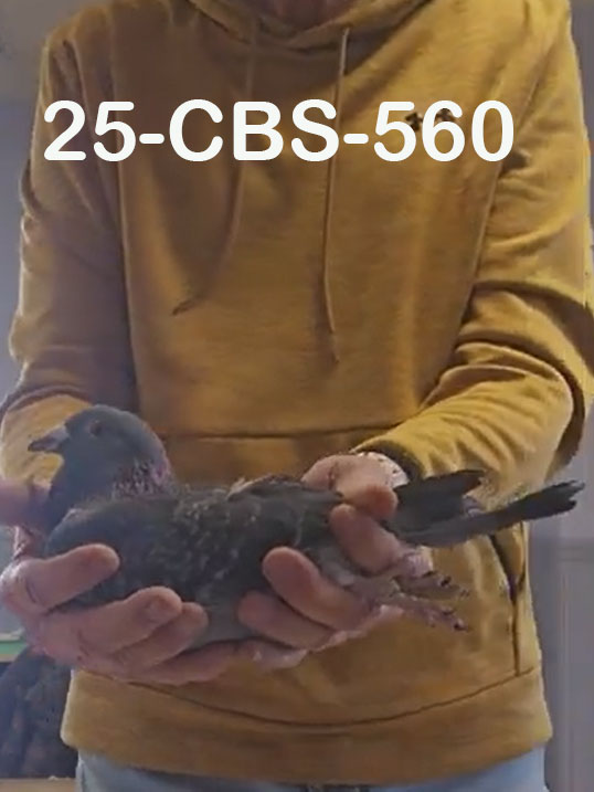 25-CBS-560 Blue check cock. 