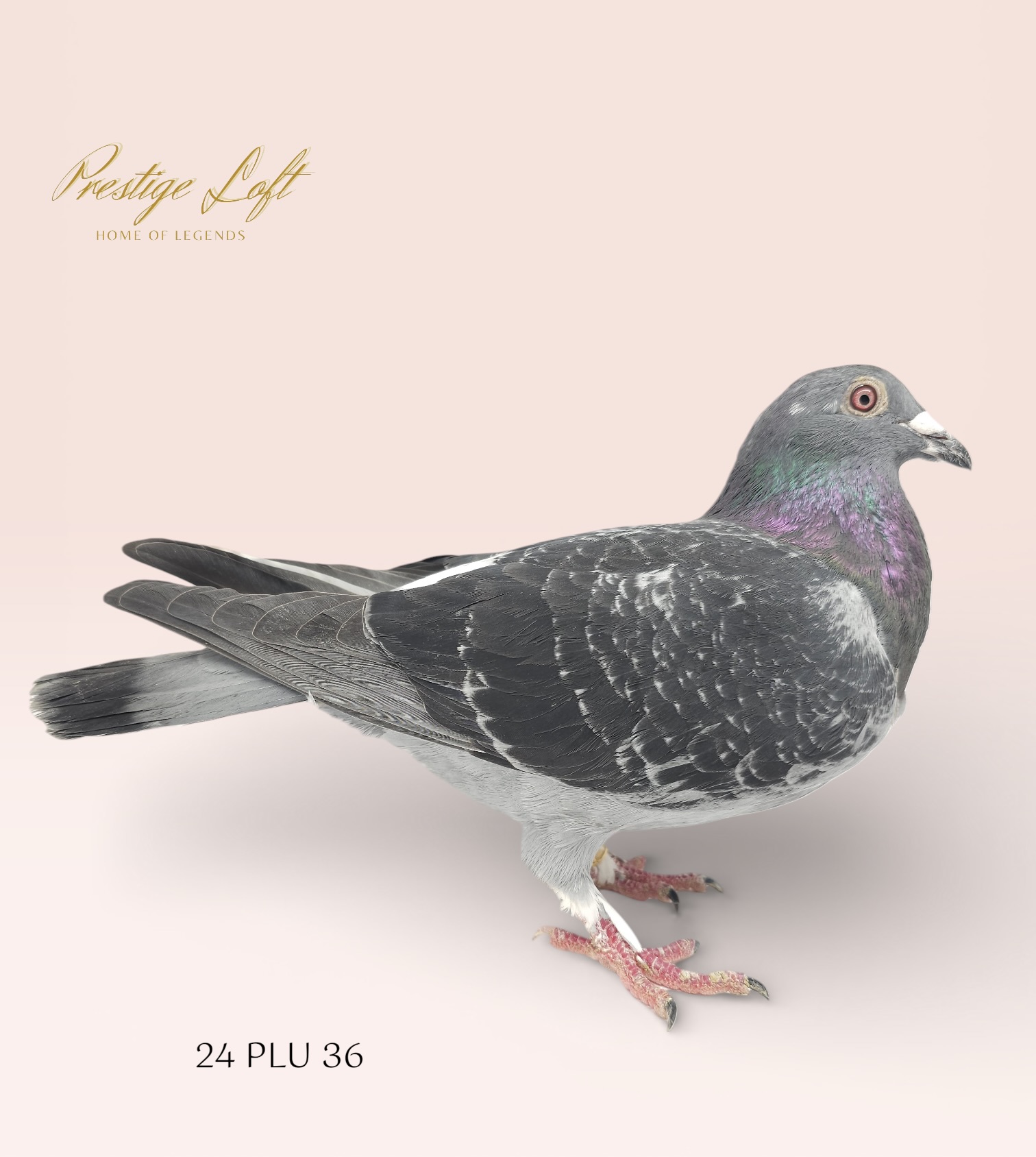 Iron Clad X Devriendt Janssen