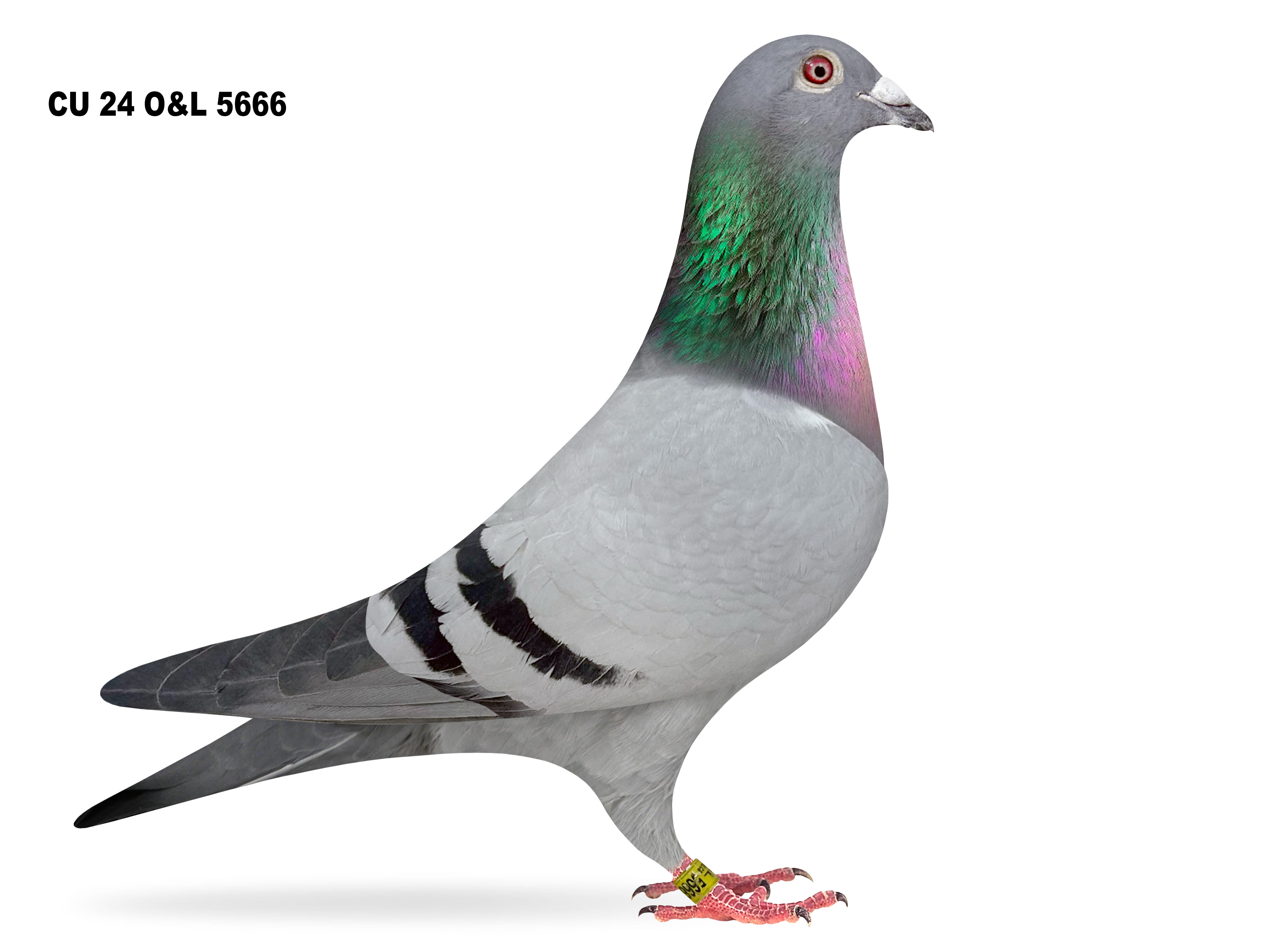 Lot 6 – CU 24 O&L 5666 BB Cock