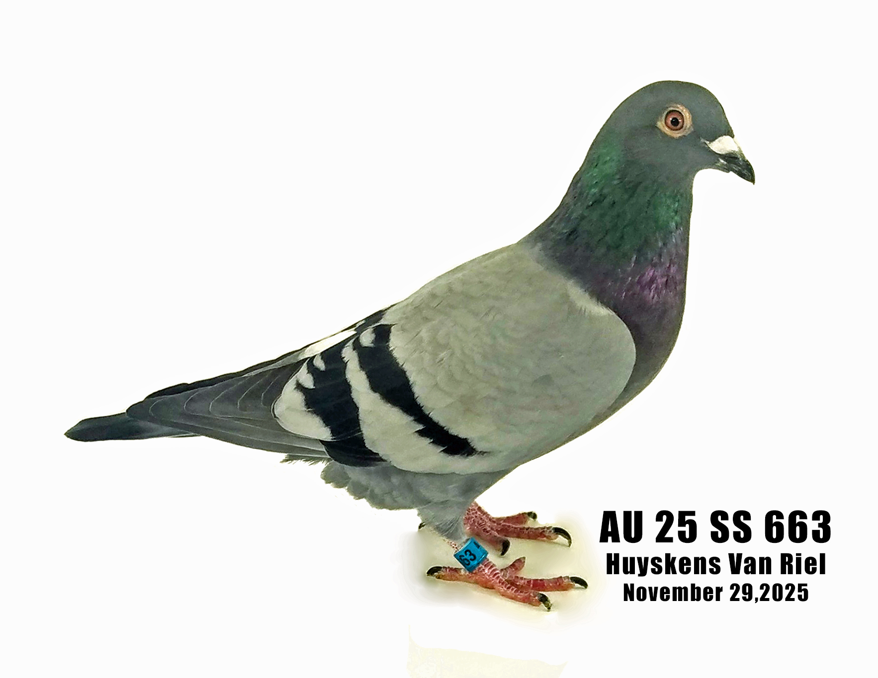 AU 25 SS 663 Huyskens Van Riel