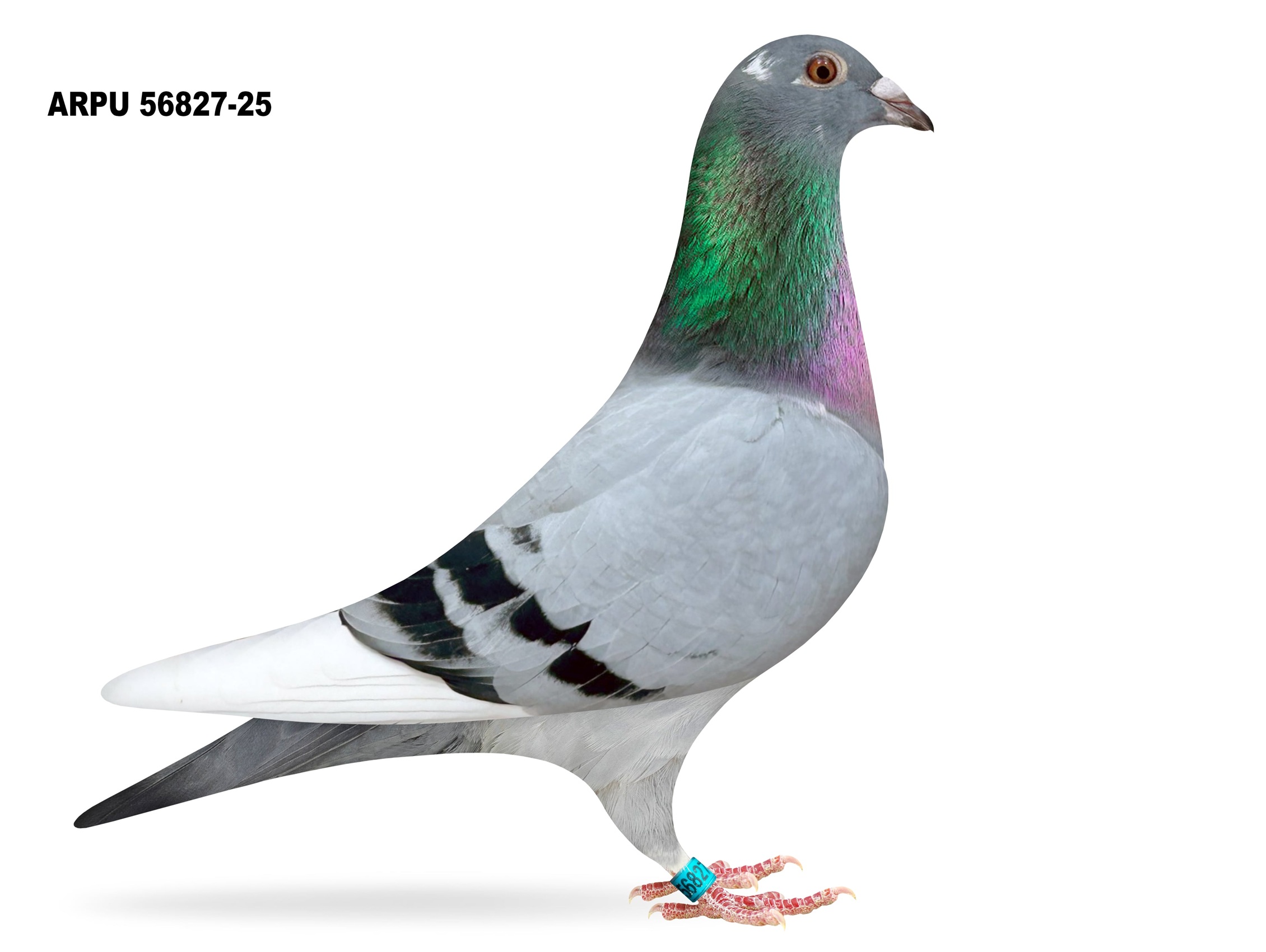 ARPU 56827-25 BBWF COCK (LDHA AA)