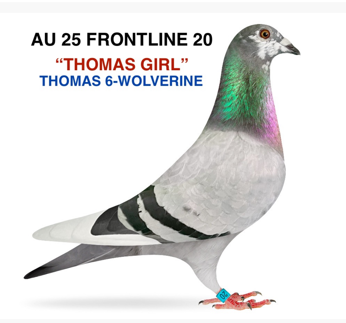 THOMAS 6 - WOLVERINE