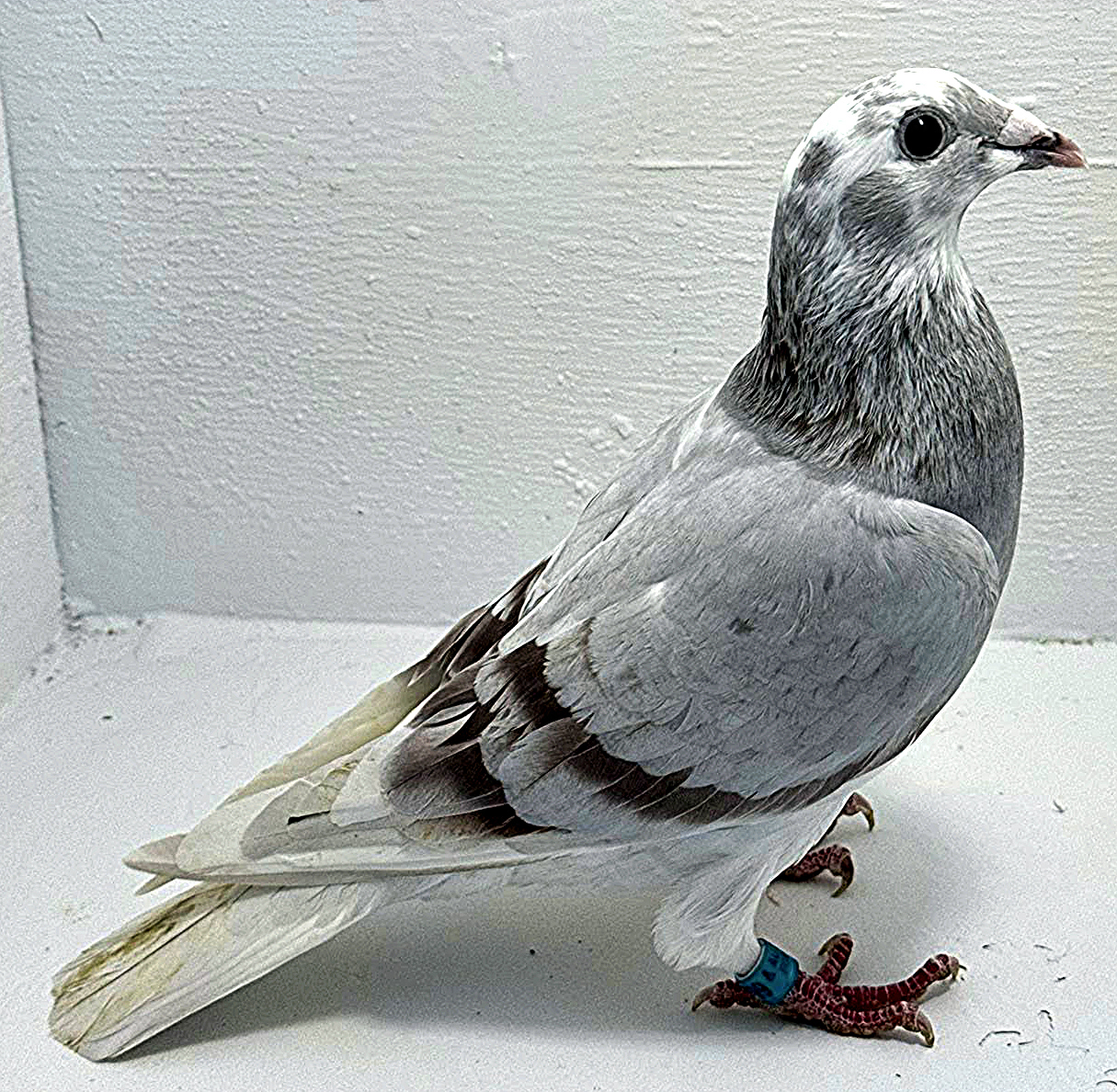 AU 20199 AA 2025 Pure Paul Sion