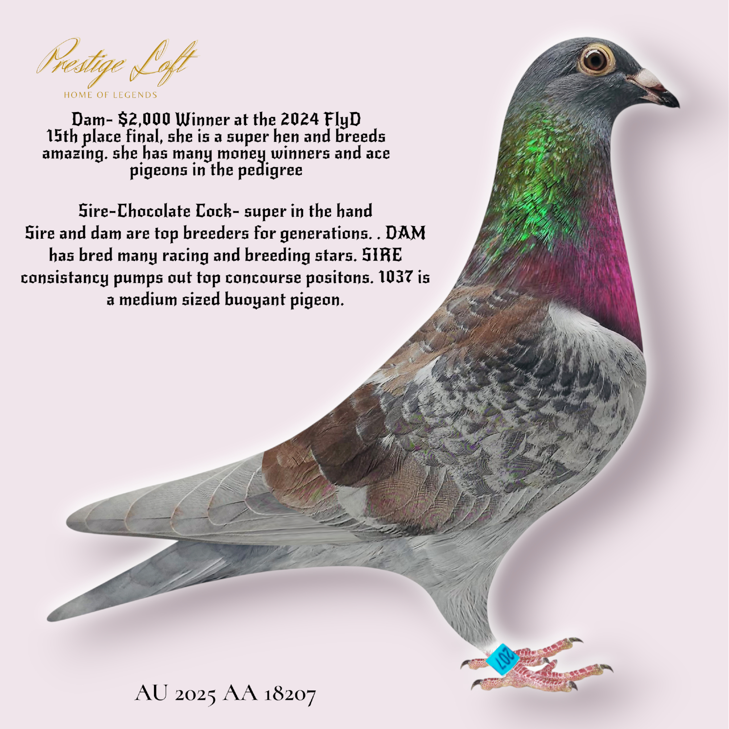 Flawless Hen-Foundation Quality WATCH VIDEO.