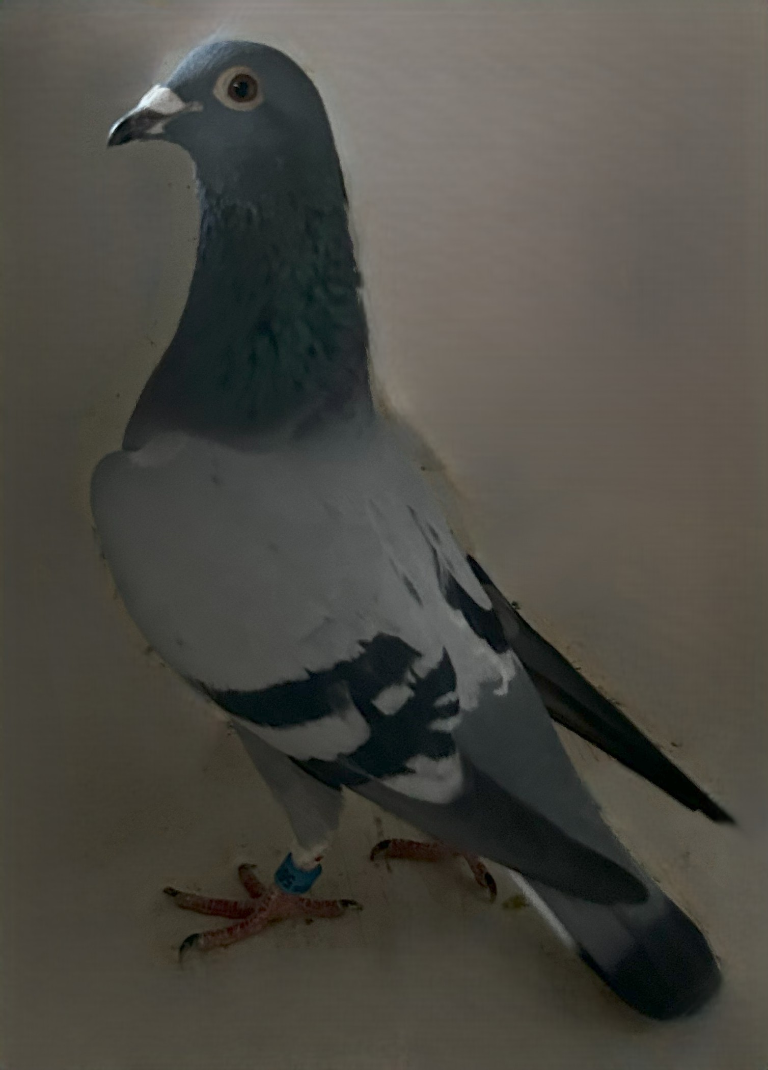 2025 Neil 56135 Inbreed Best Kittel  "Dehondemonseau" BB Cock