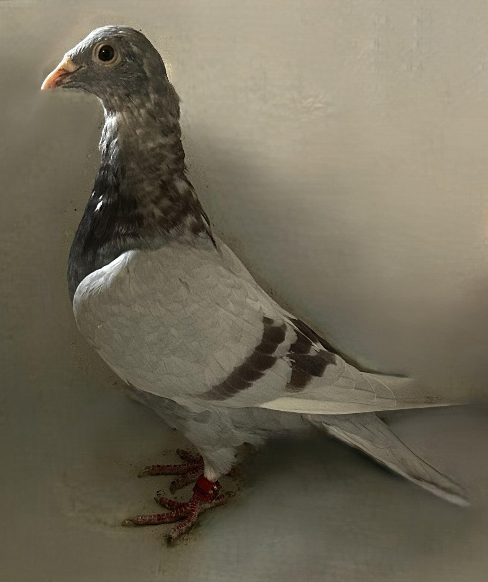 2026 NEIL 56260
Super 246 KITTEL
SILVER Cock