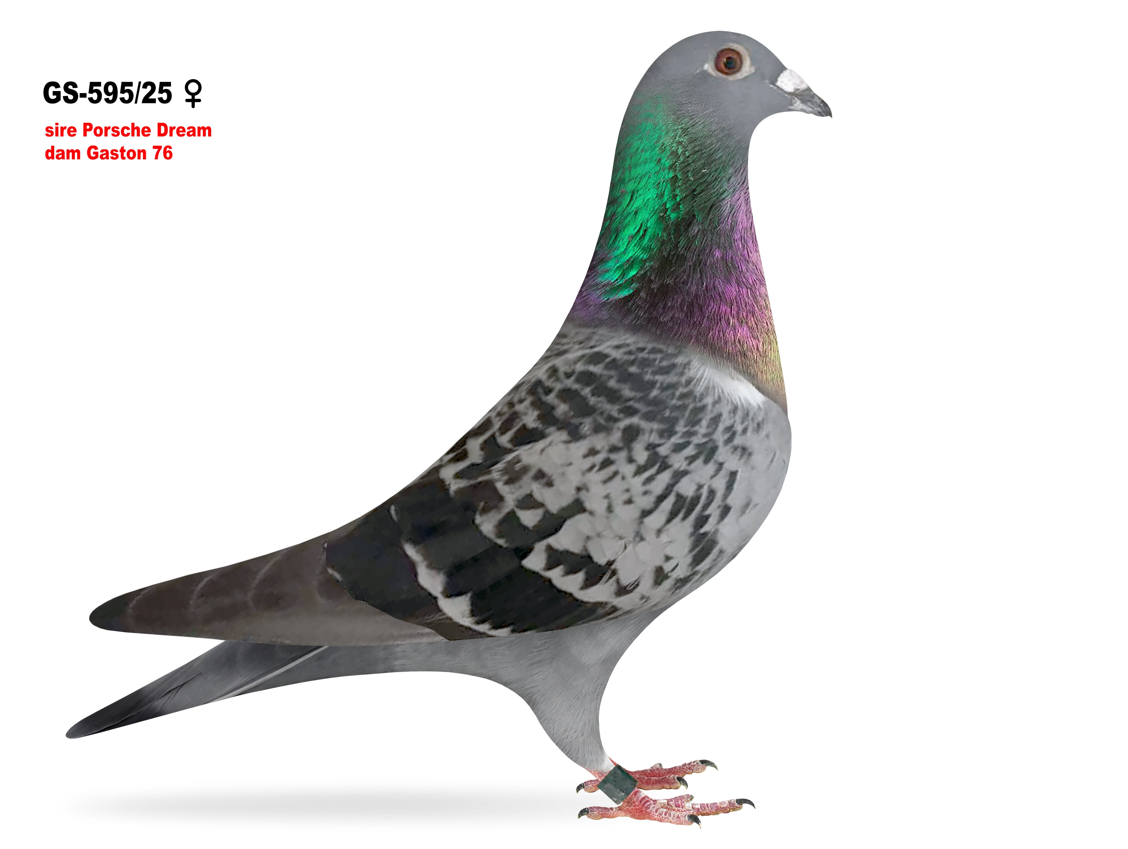 GS-595/25 Gr. daughter Porsche 911