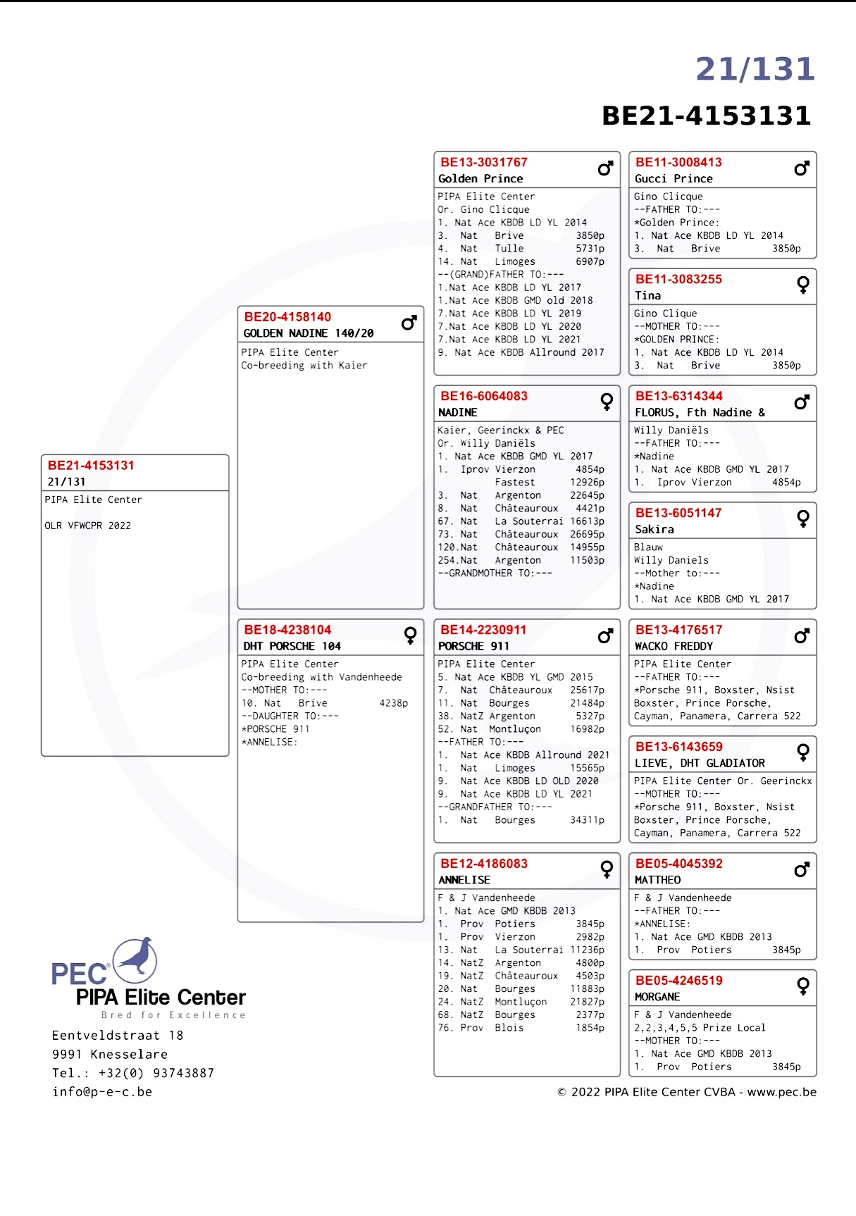 ipigeon-racing-pigeon-auction
