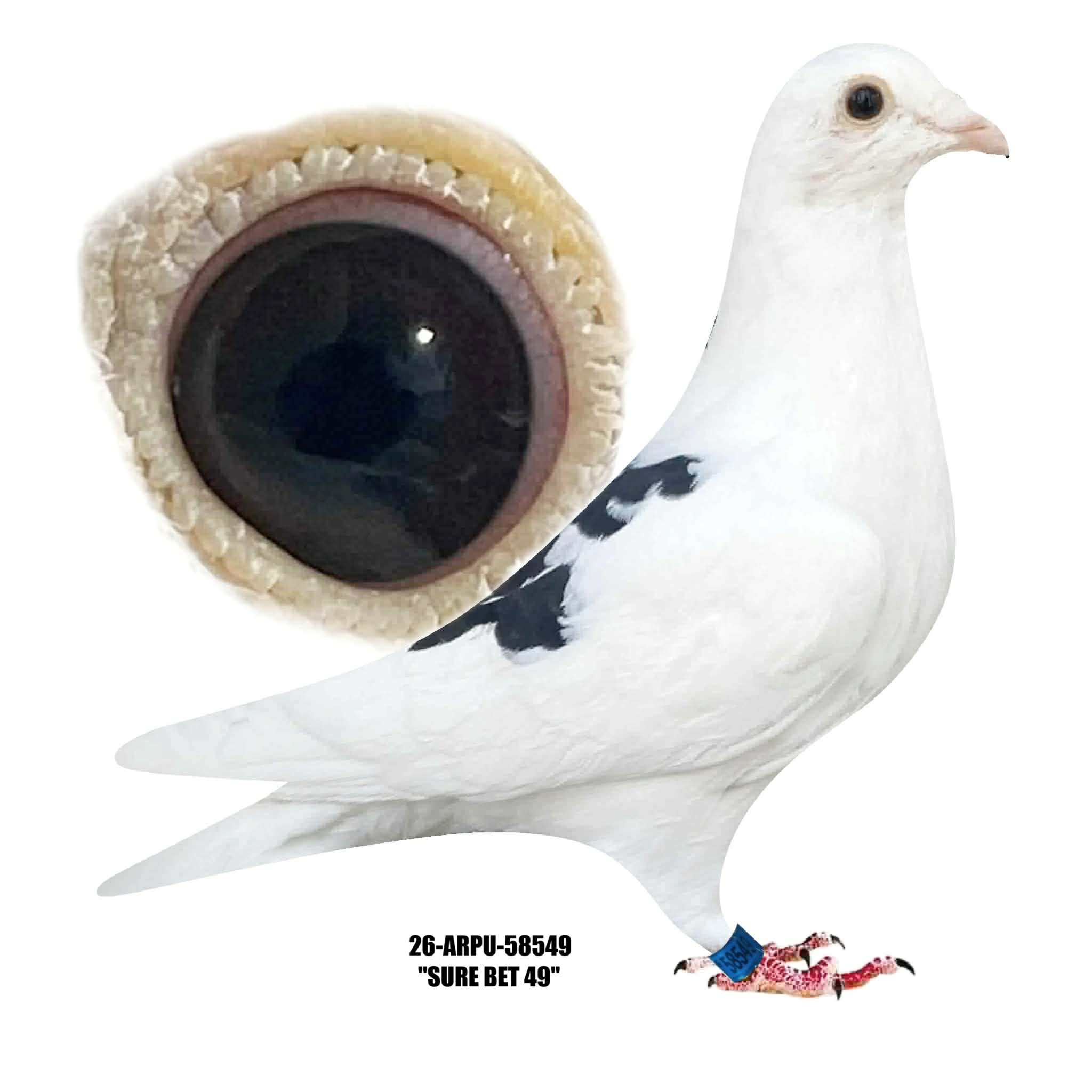 26-ARPU-58549 White Pied Hen..