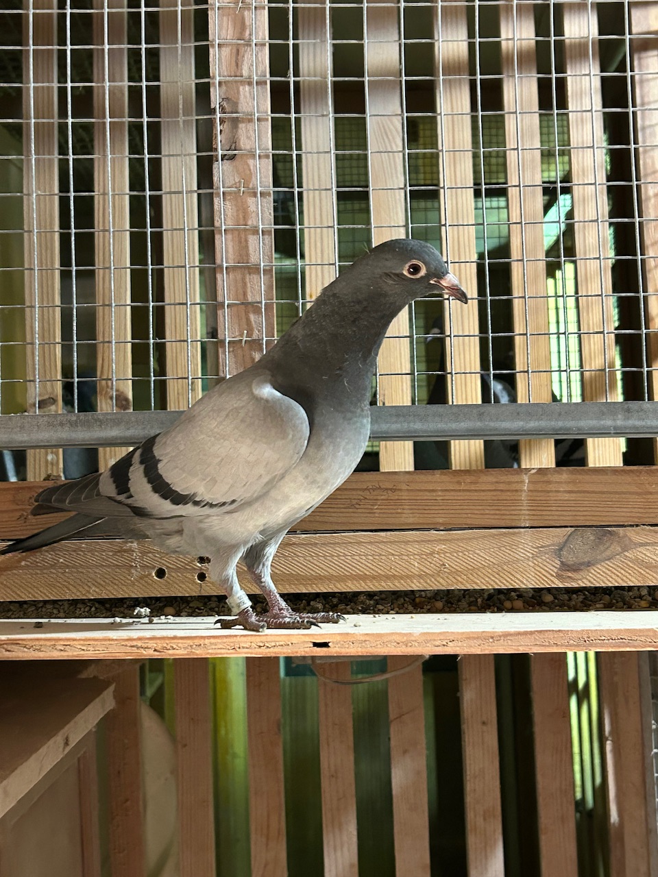 Rozires Seven/ Greek Connection/ urban cowboy/ Kittle/ Konbird X Birdy