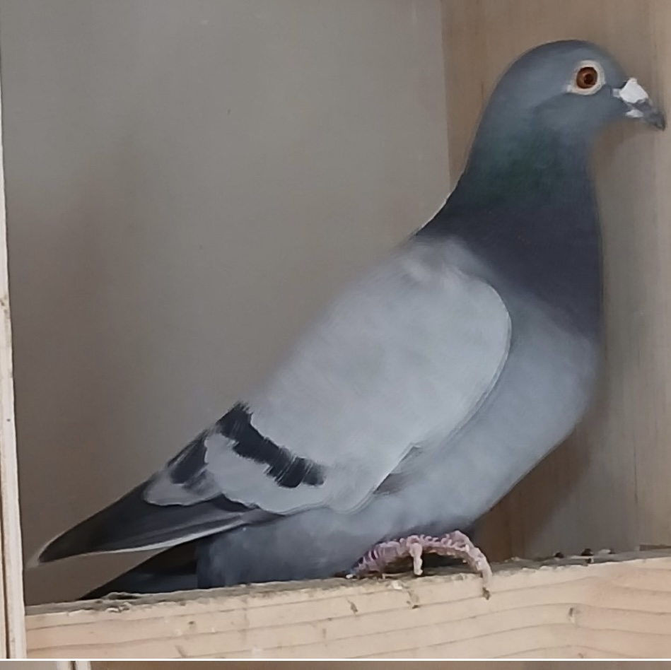 IF 2025 PFSC 50067 BLUE FLT COCK