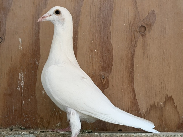 2026 Young White Birds