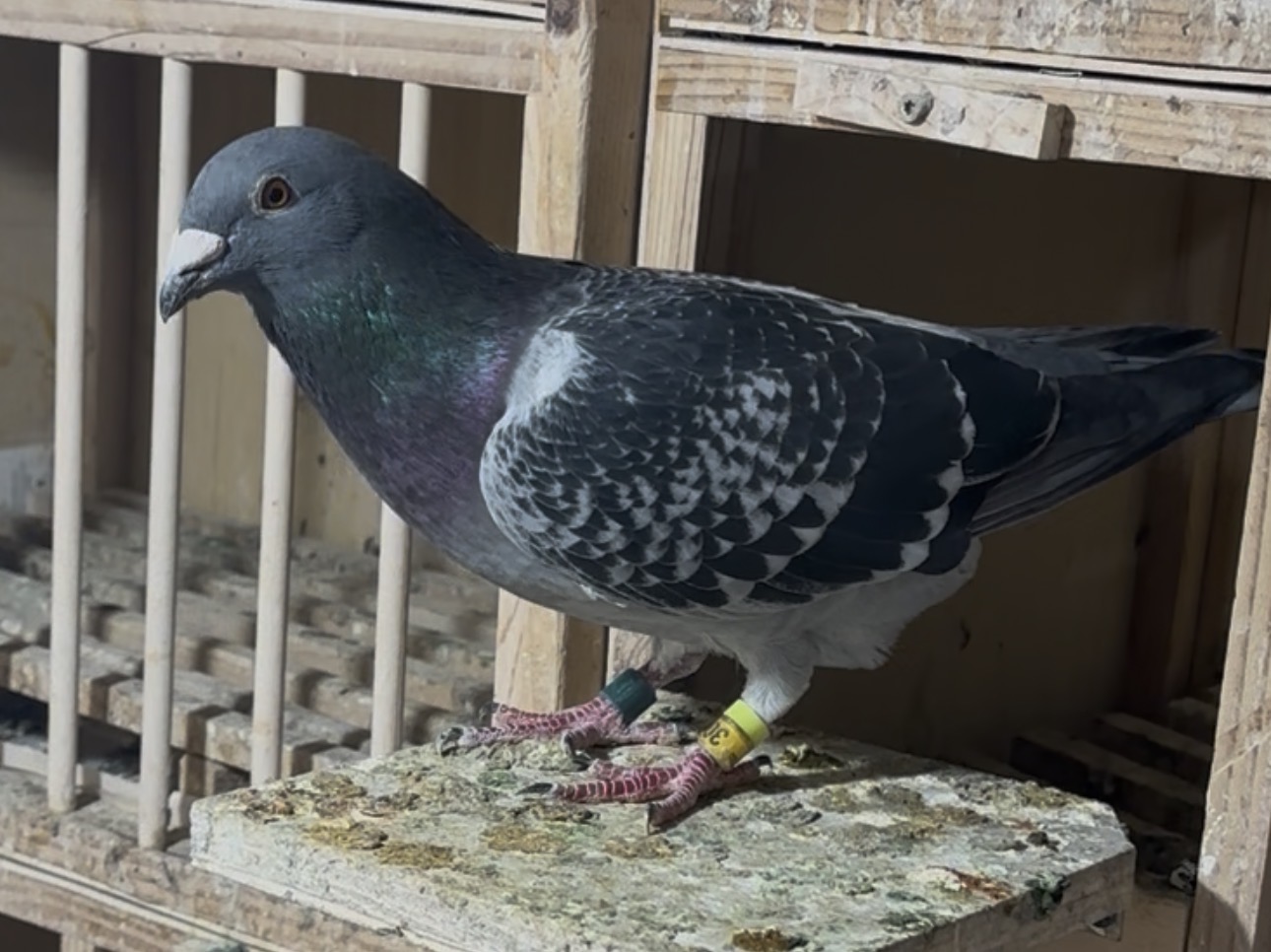 Breeder reduction 