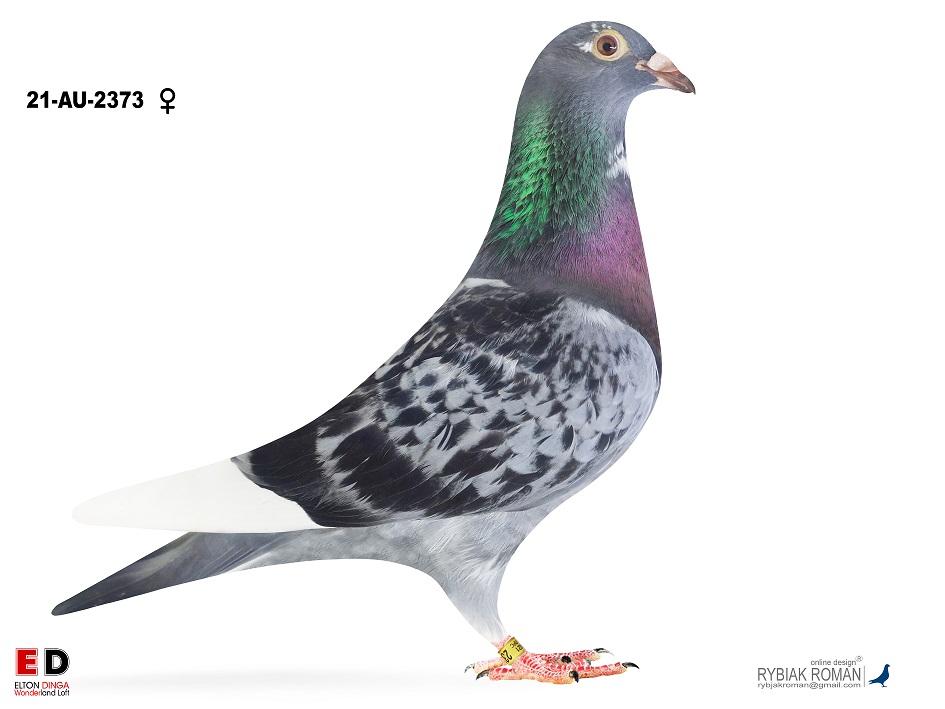 【美品】Pigeon Runfee RB3 PL-0226-20-4737 R.D. Faber x wnuczka Pitbul Rudy van Reeth