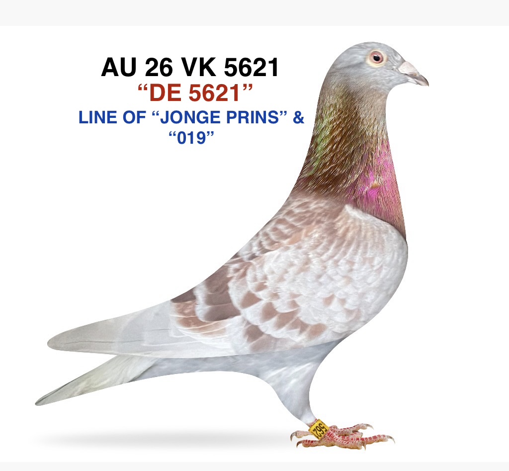 100% GEBR. JANSSEN ARENDON