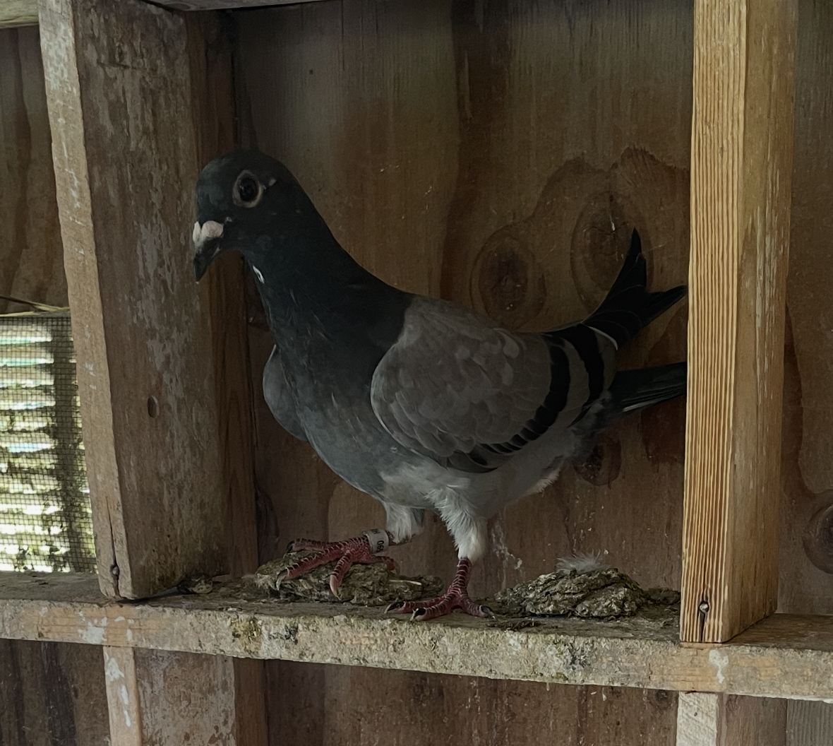 2025 young bird inbred legend “ silver shadow and champion Thomas 6