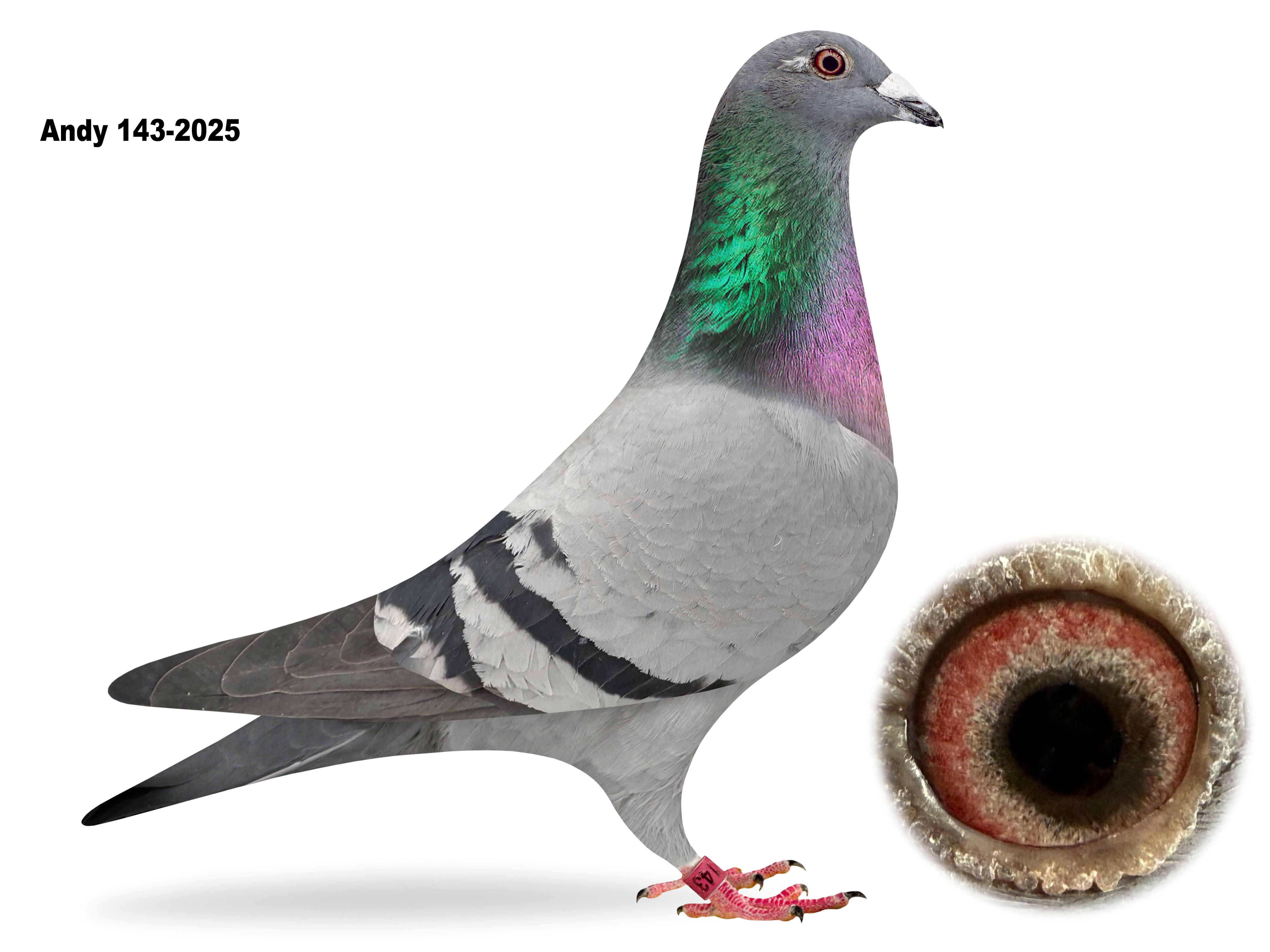 Andy 143-2025