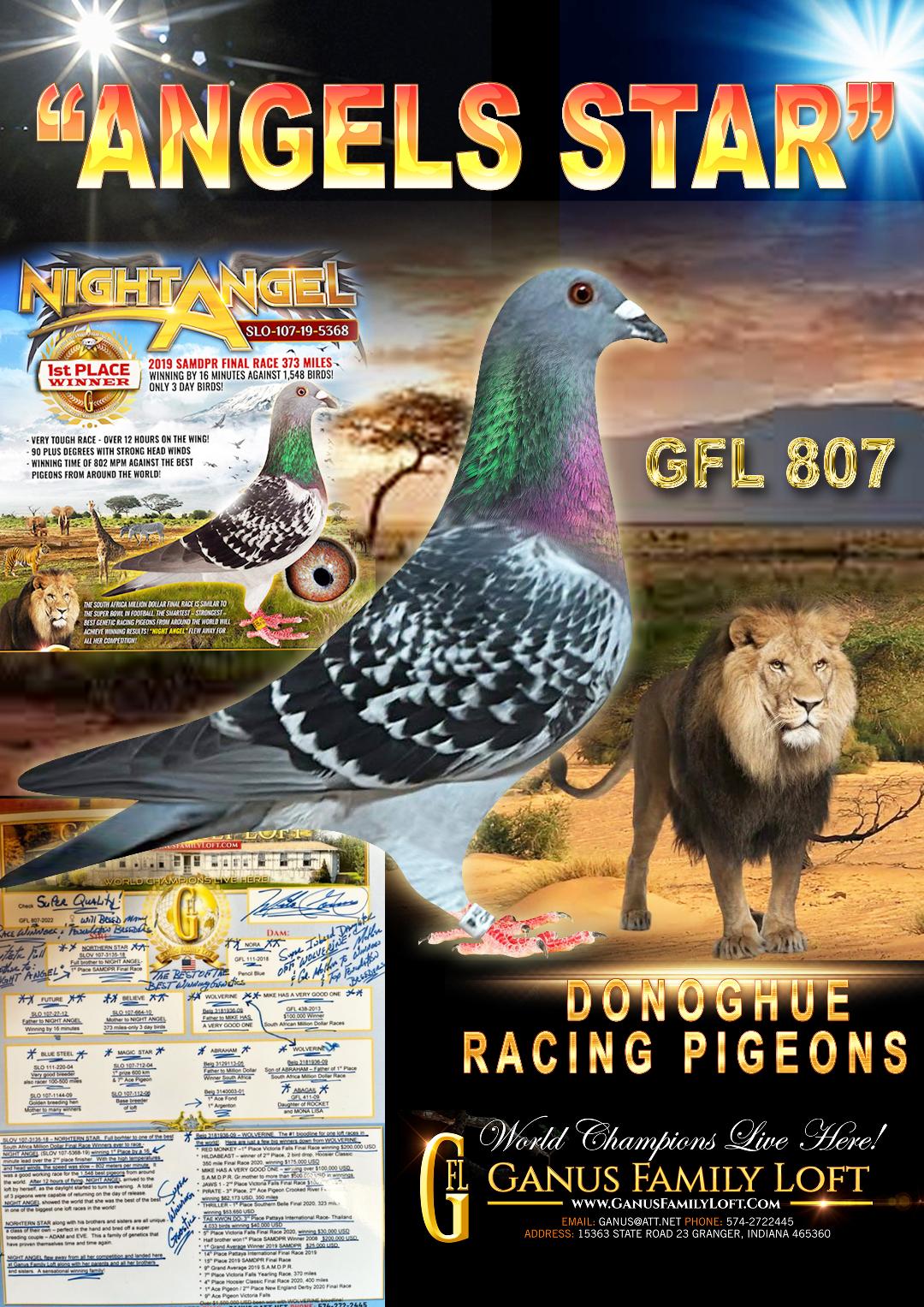 SUPER 611 Direct off our Ganus Loft Breeders