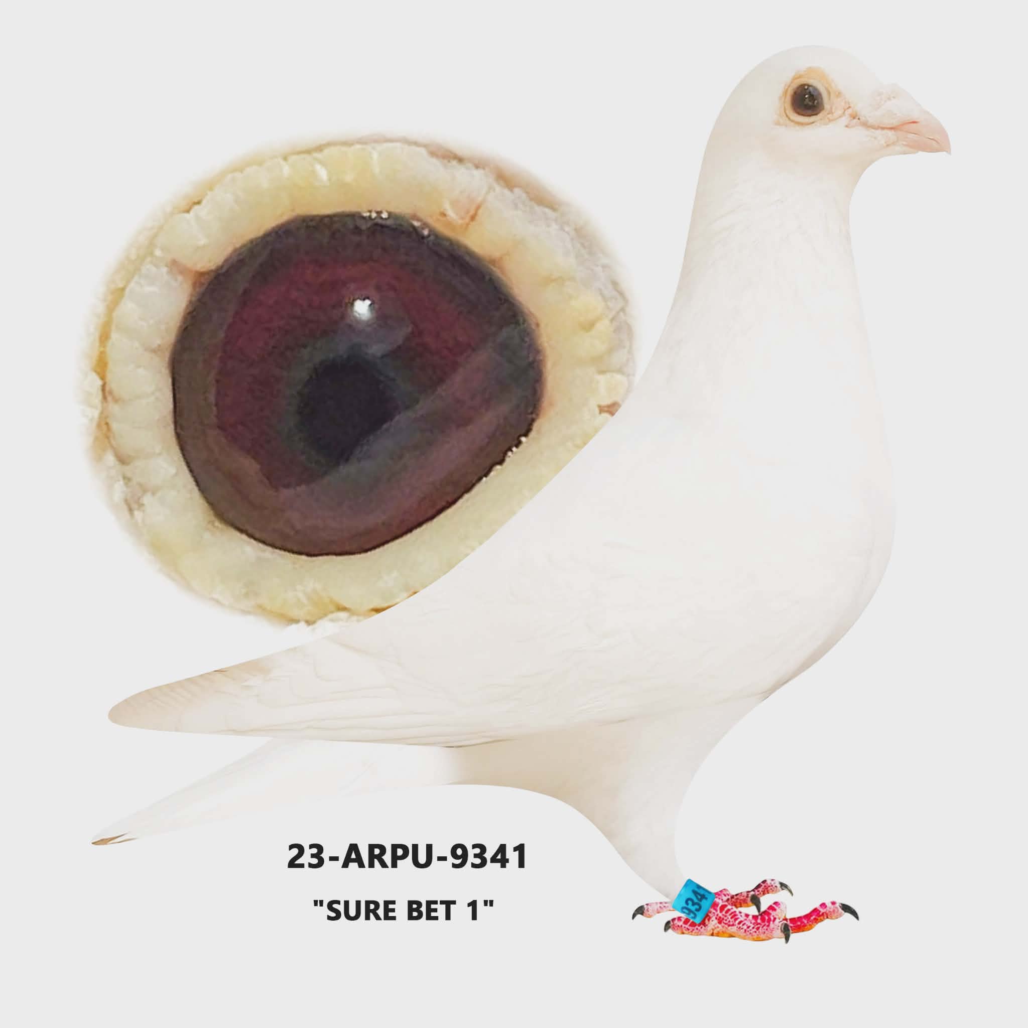 23-ARPU-9341 White Cock.