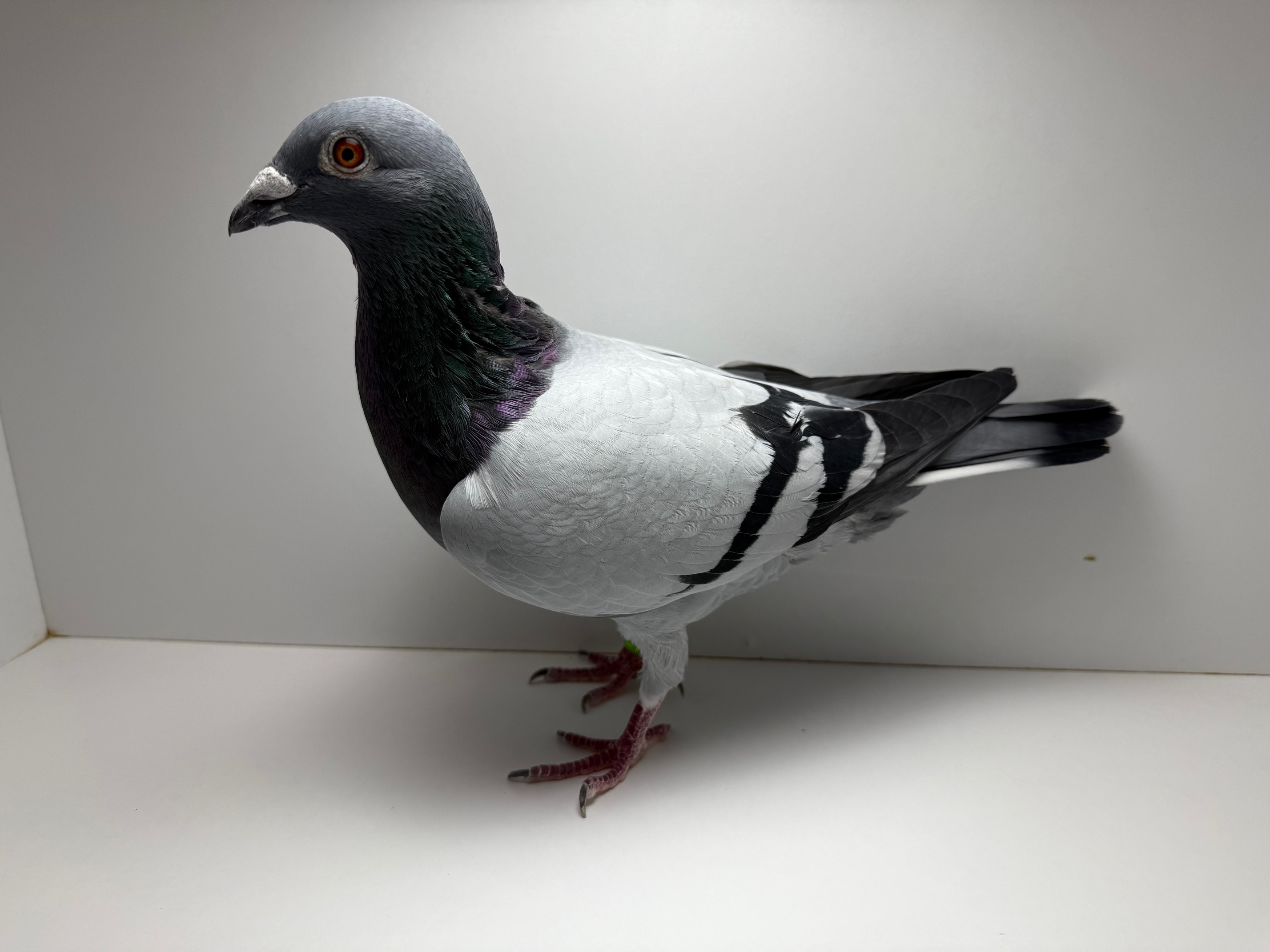 Very Inbred Thomas 6 