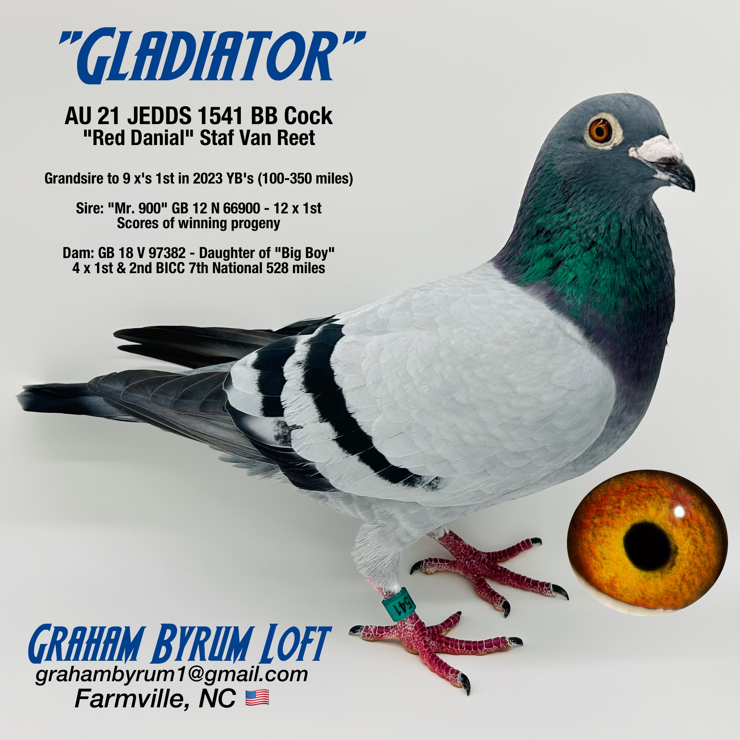 『The Pigeon』 Eijerkamp-van Loon pigeons create a frenzy in Australia