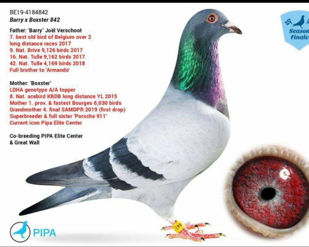 iPigeon.com - Racing Pigeon Auction