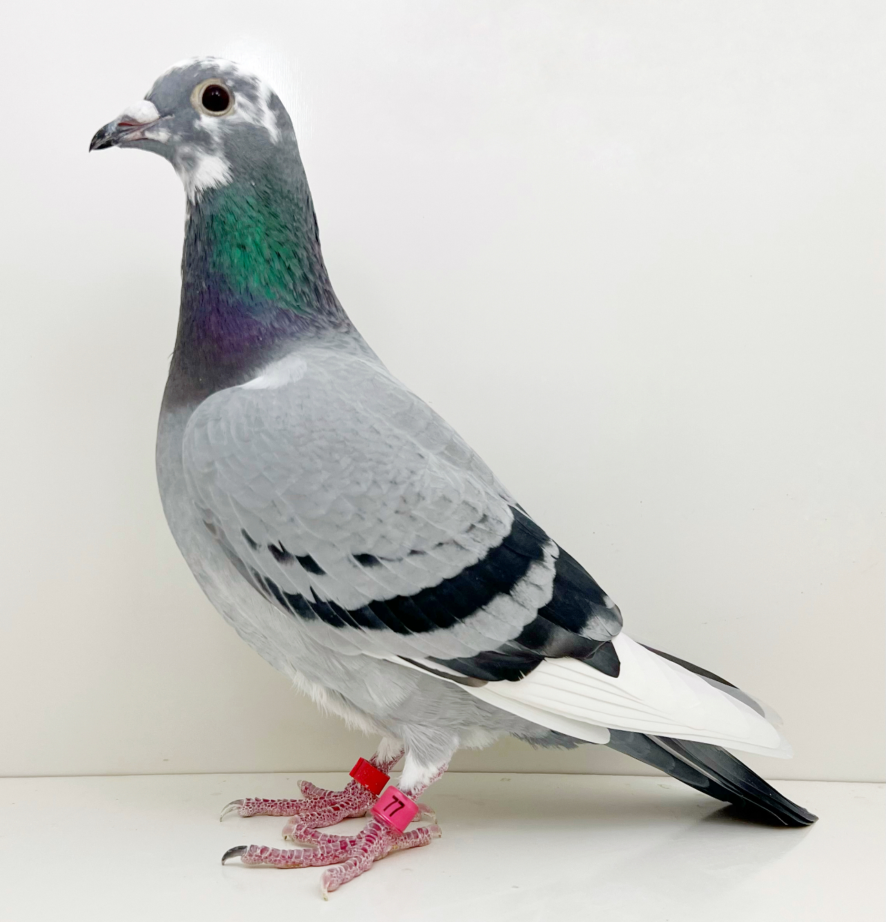 Porsche / Wolverine line