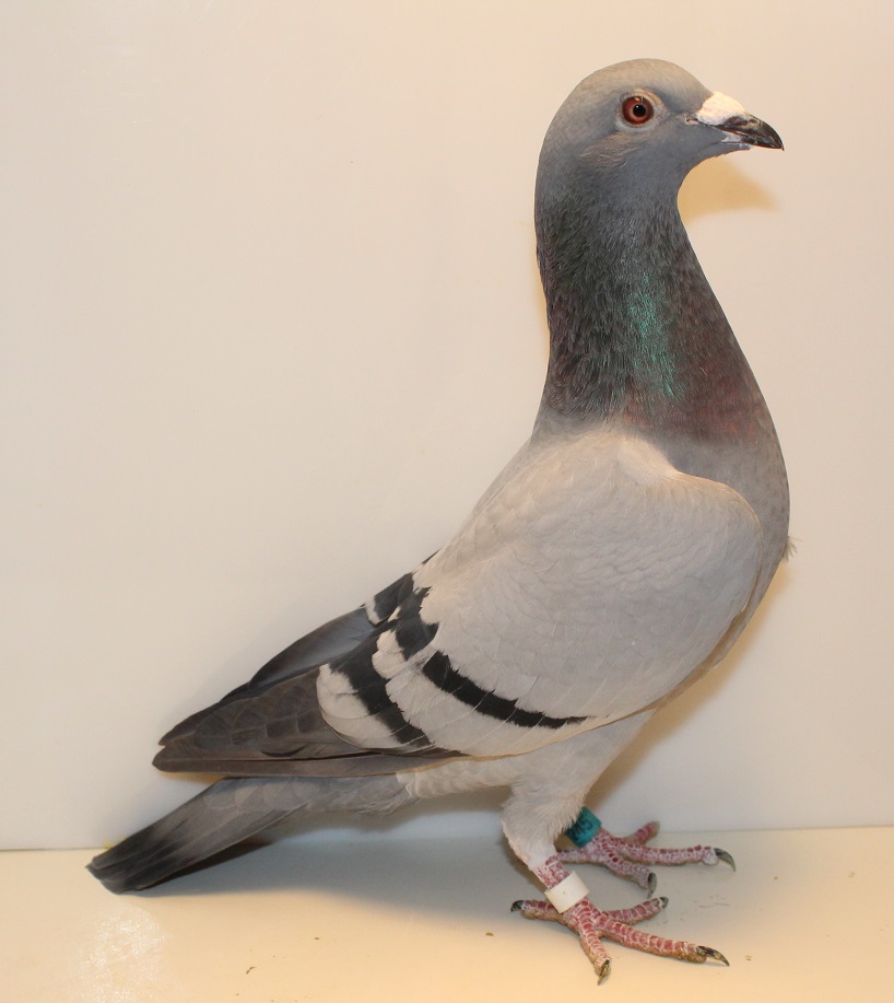 AU 25 GBW 245 BB COCK
