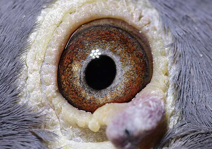 5th Champion Young Bird 