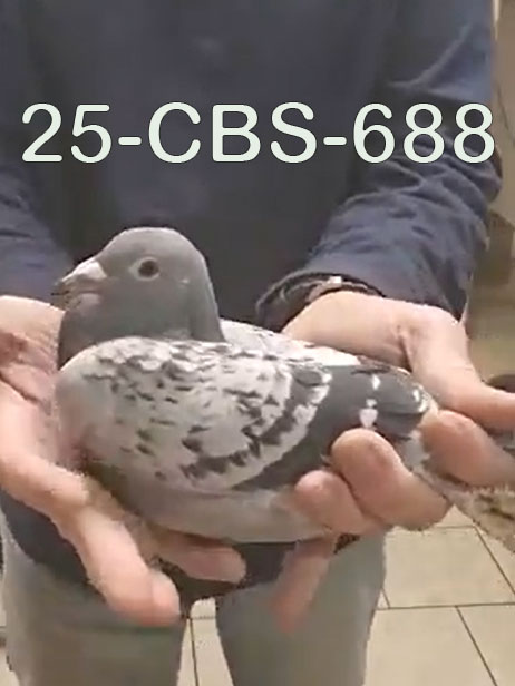 25-CBS-688 Light check male. 