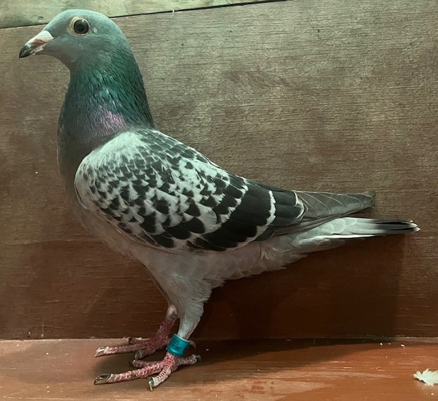 BREEDING HEN OFF IMPORT