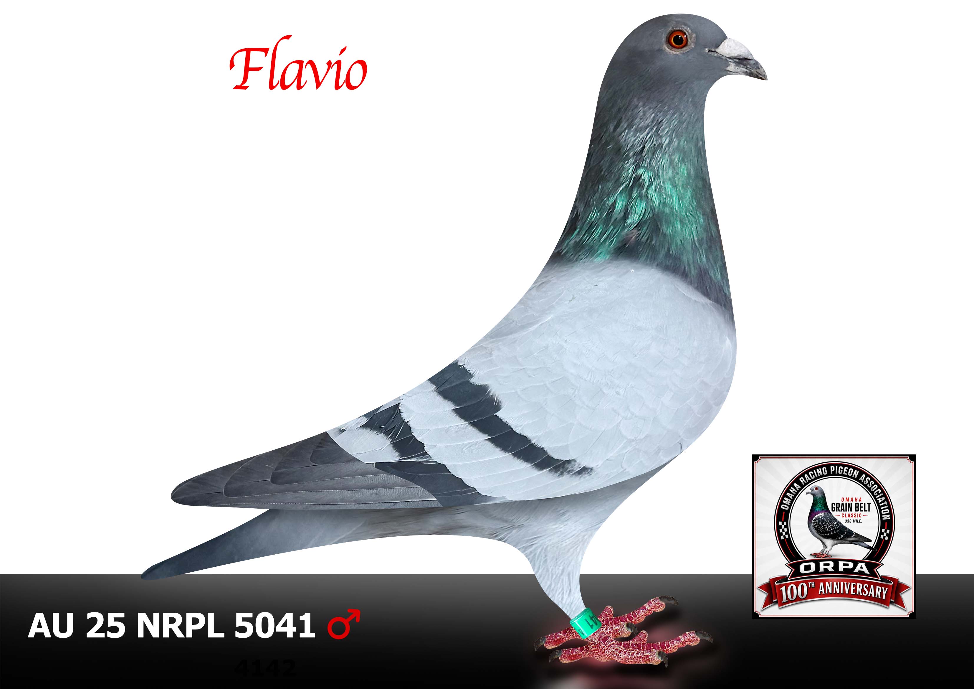 AU 25 NRPL 5041 Cock