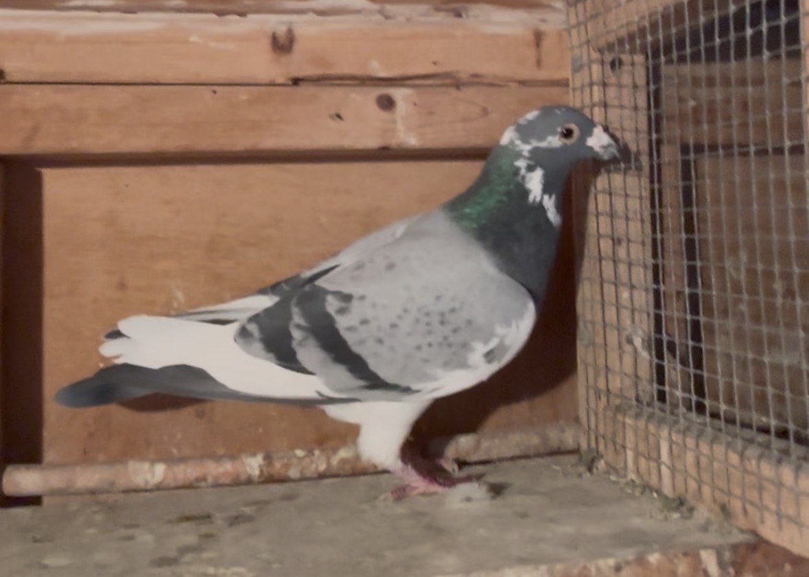 Double Grandson OF SURE BET