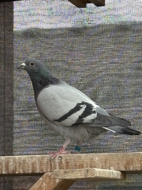 Preview Image 3