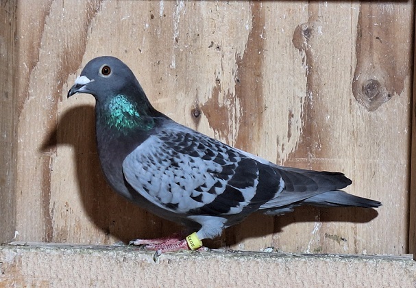 IF 2023 ISL 443 BC Van Loon Hen , Best Of Dr.Brown