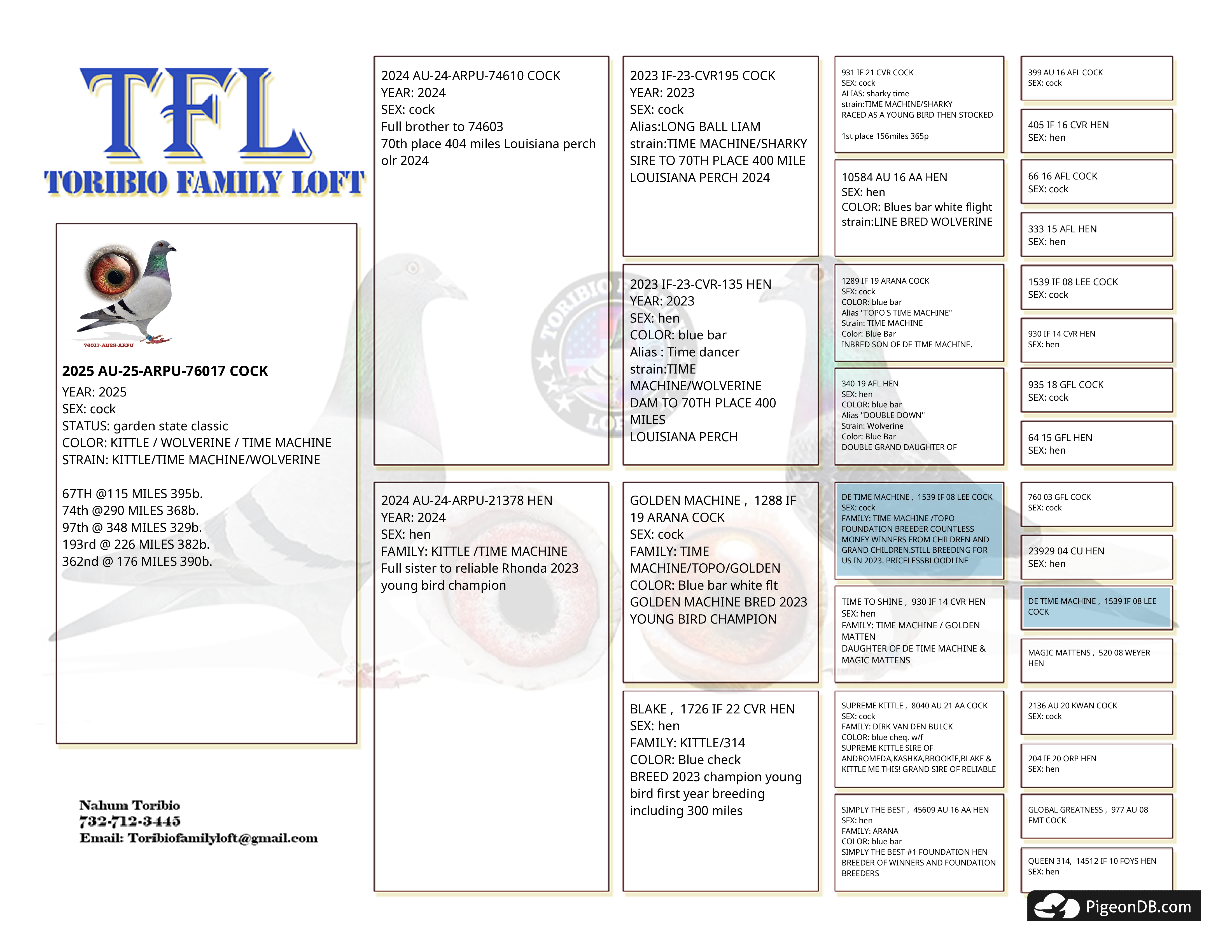 IPigeon Racing Pigeon Auction ipigeon-racing-pigeon-auction
