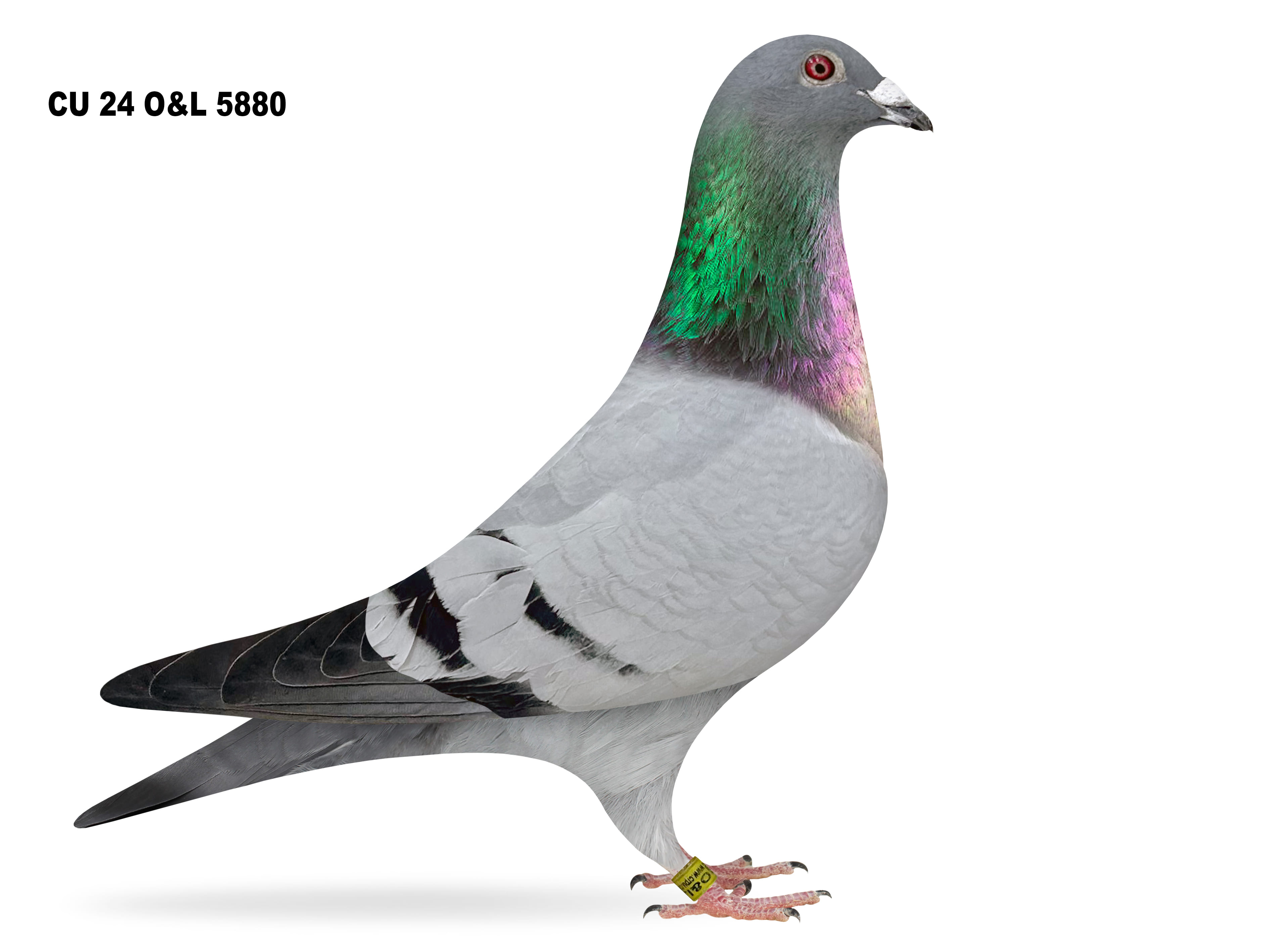 Lot 10 – CU 24 O&L 5880 BB Cock