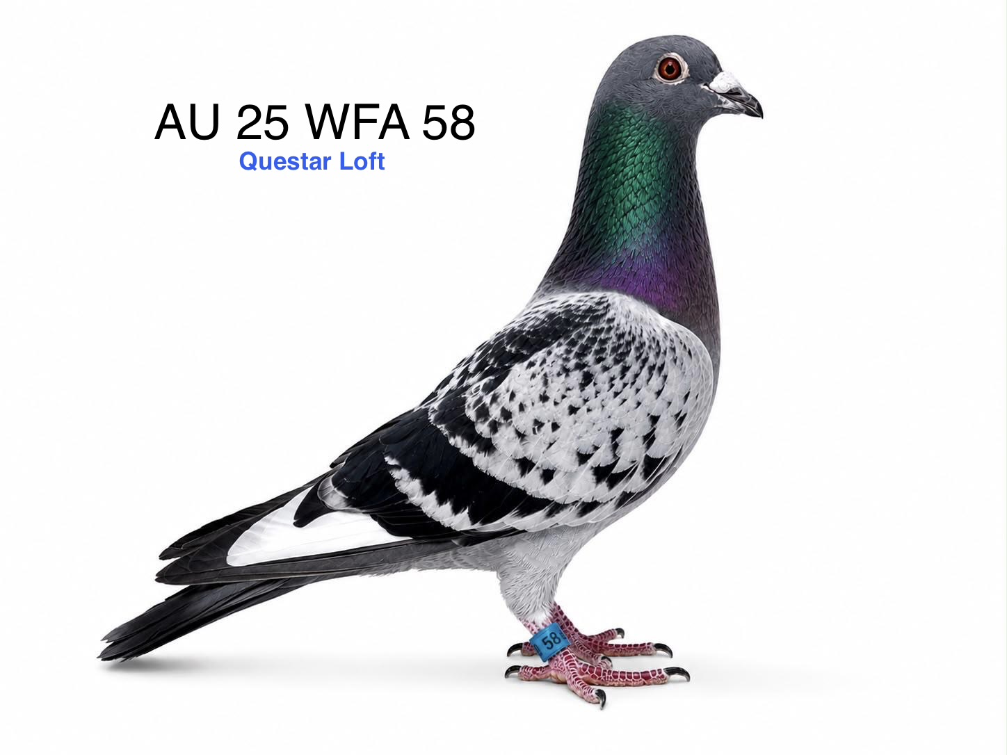 AU 25 WFA 58, Blue Check Cock