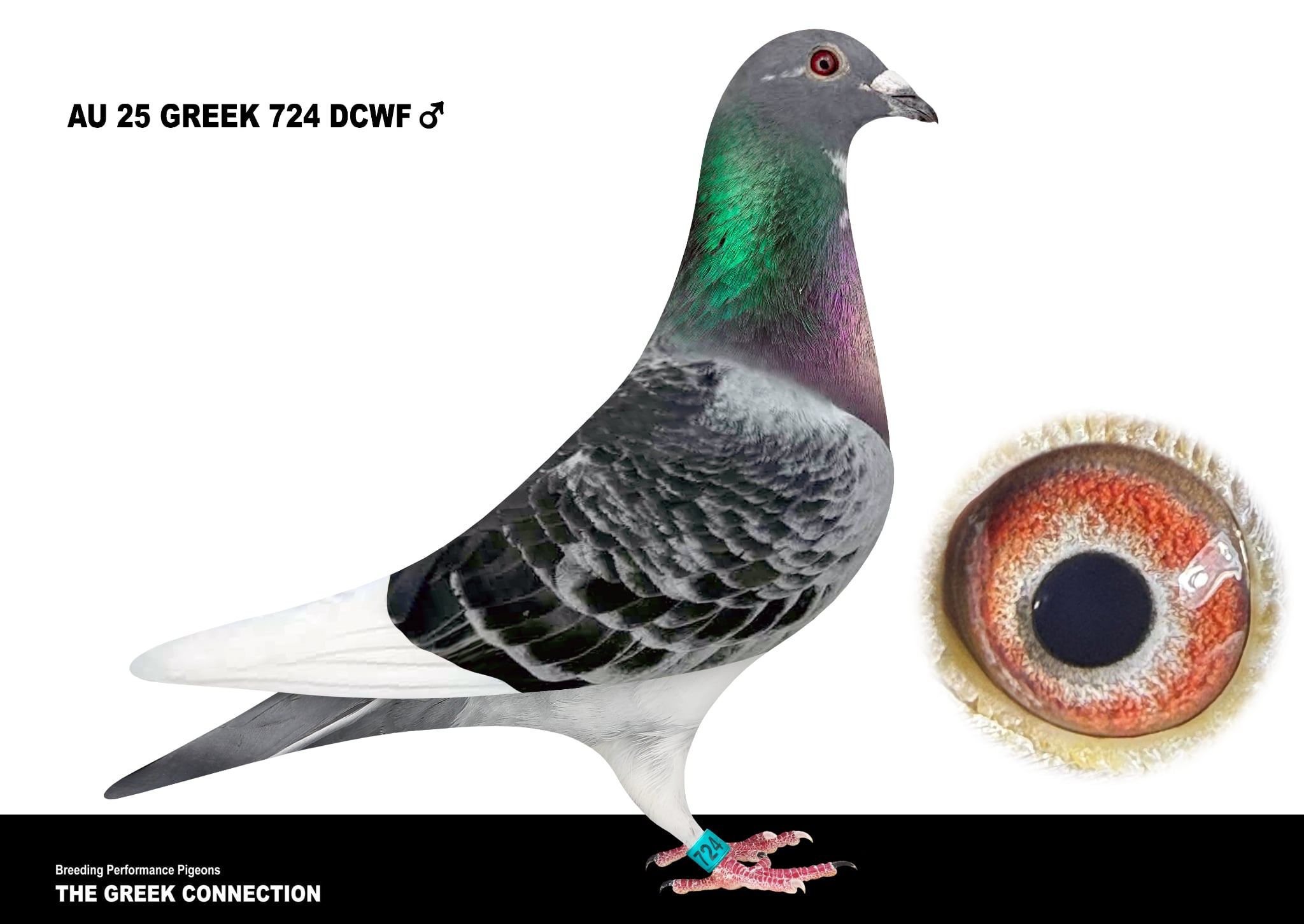 AU 25 GREEK 724 DCWF COCK