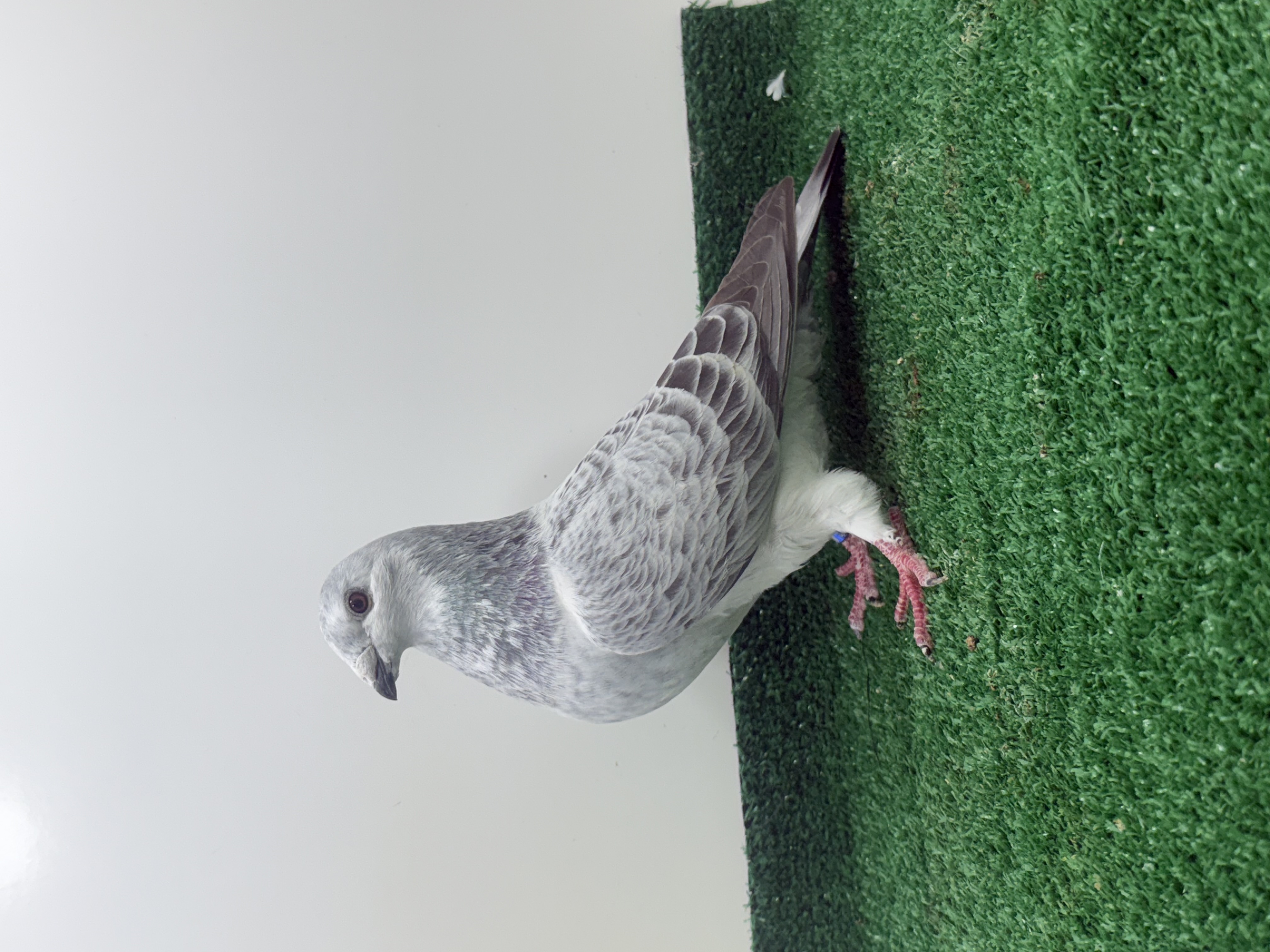 1000-24 blue grizzle hen super bird 