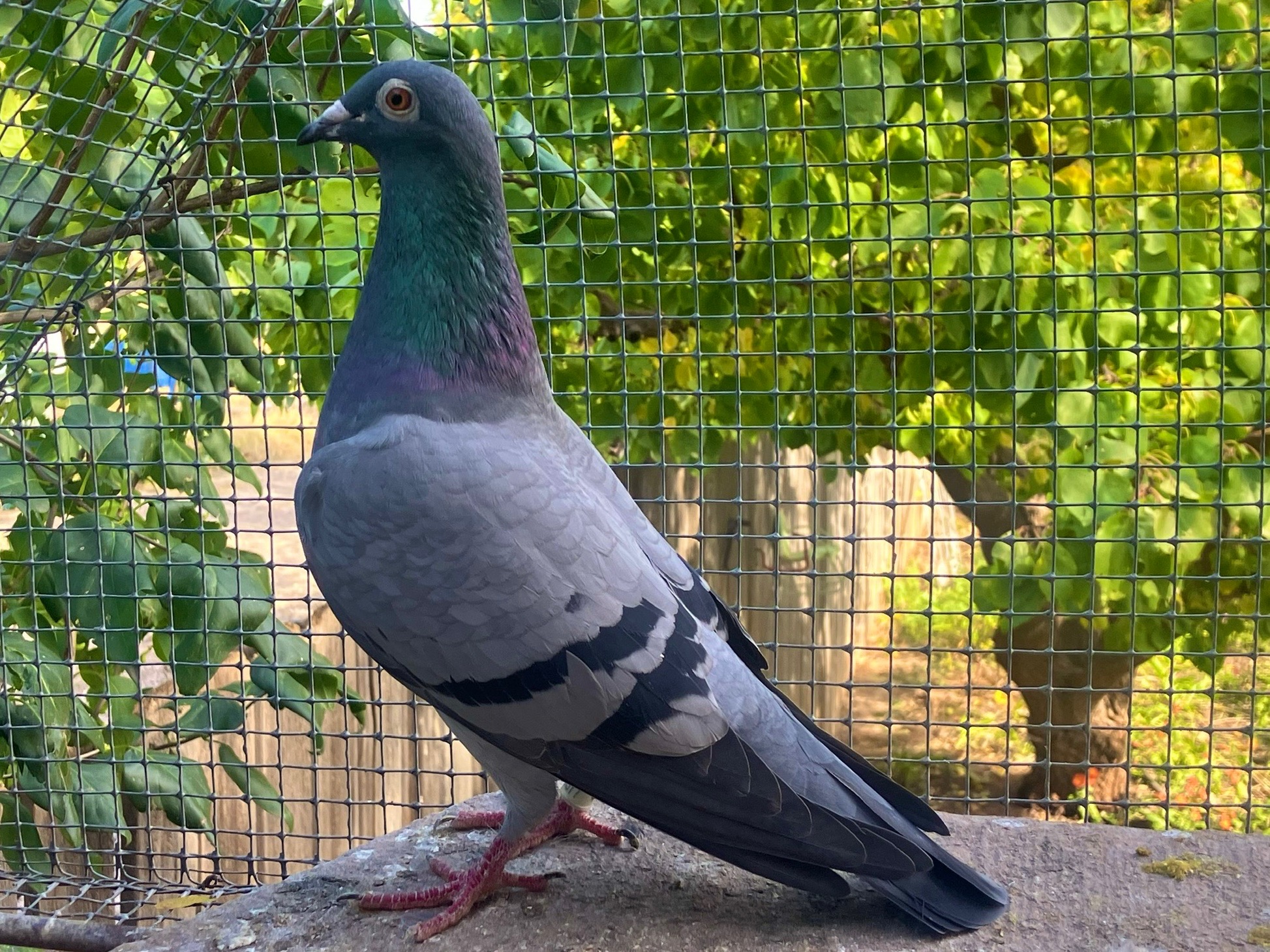 19577 AU 2022 BB HEN