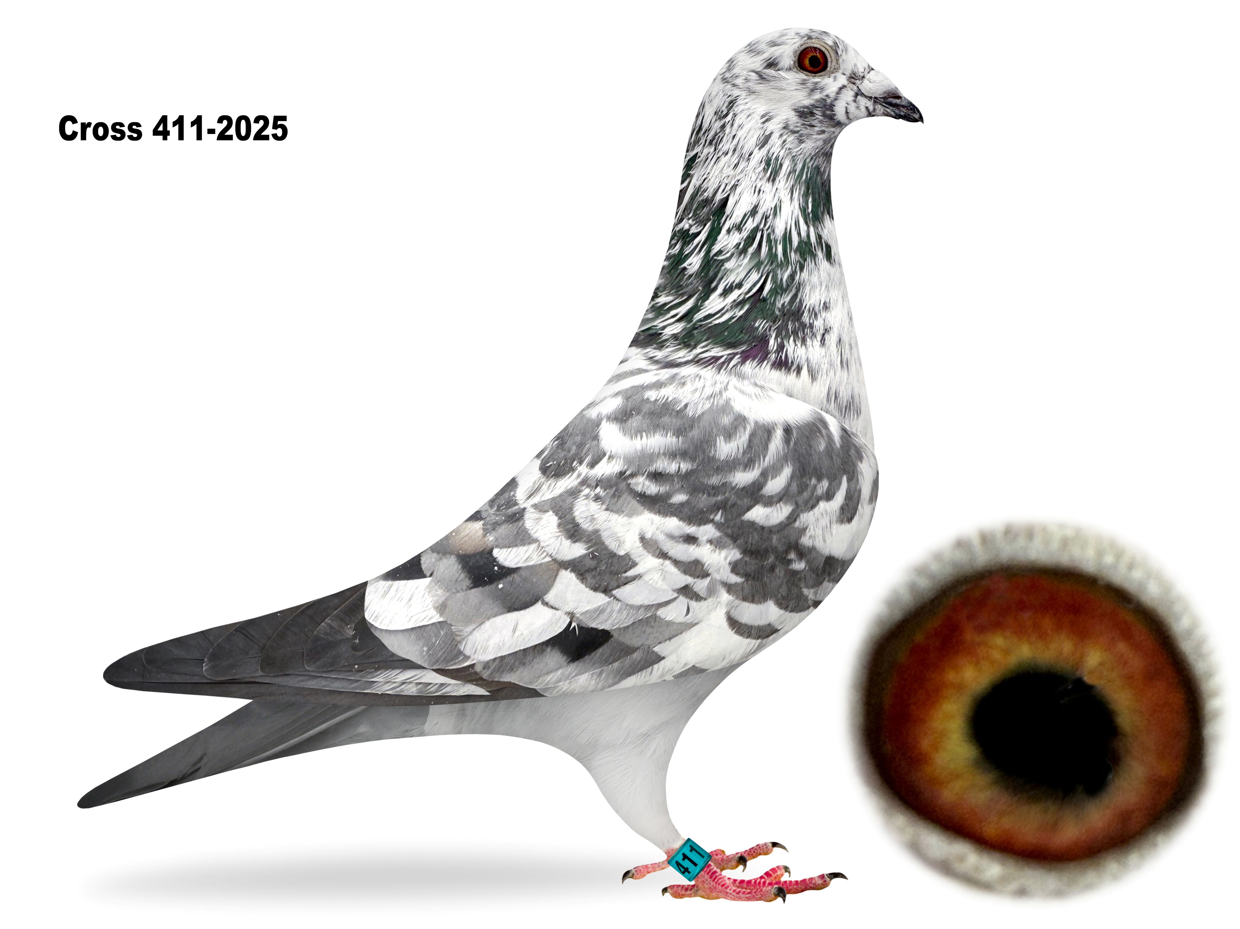 CROSS 411-2025