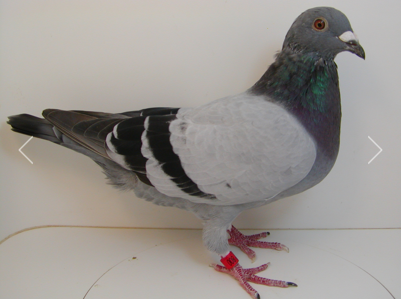 AU 22 JEDDS 800 "KID 900" PENCIL BLUE COCK