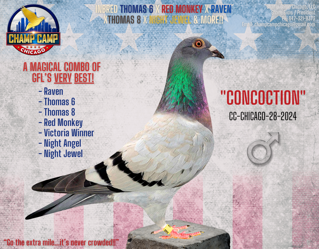 iPigeon.com - Racing Pigeon Auction
