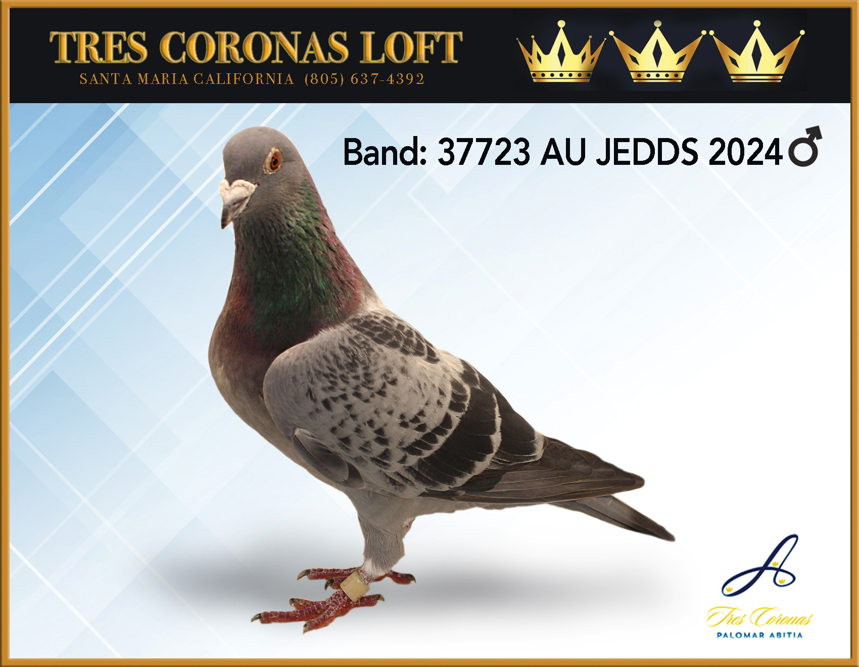 KLAAS 2024 BB COCK-37723 AU JEDDS