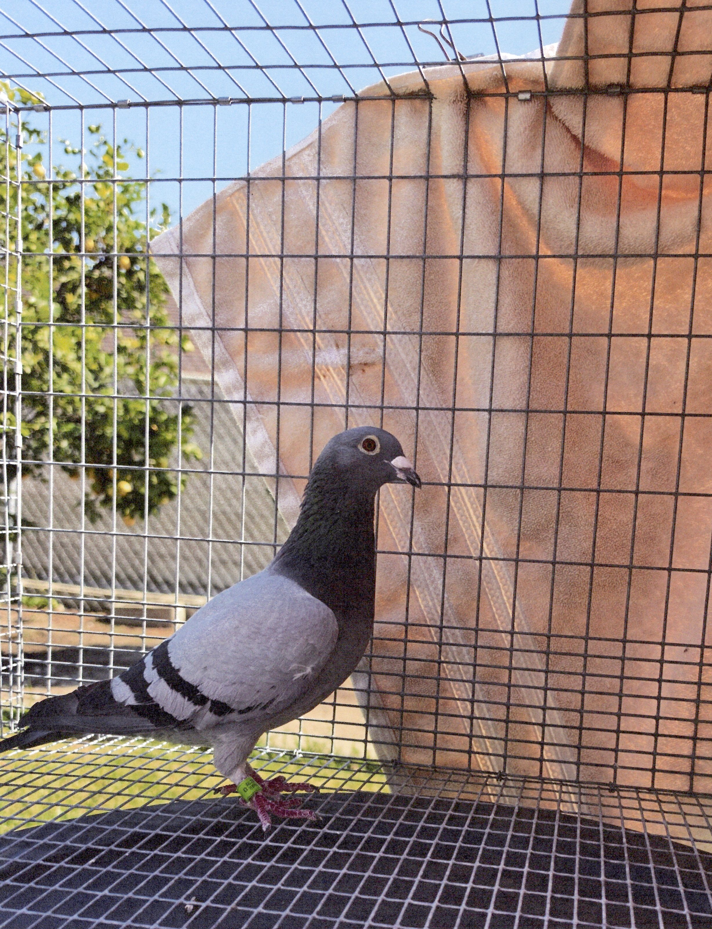 2023-TEMPLETON LOFT - 4 BB HEN