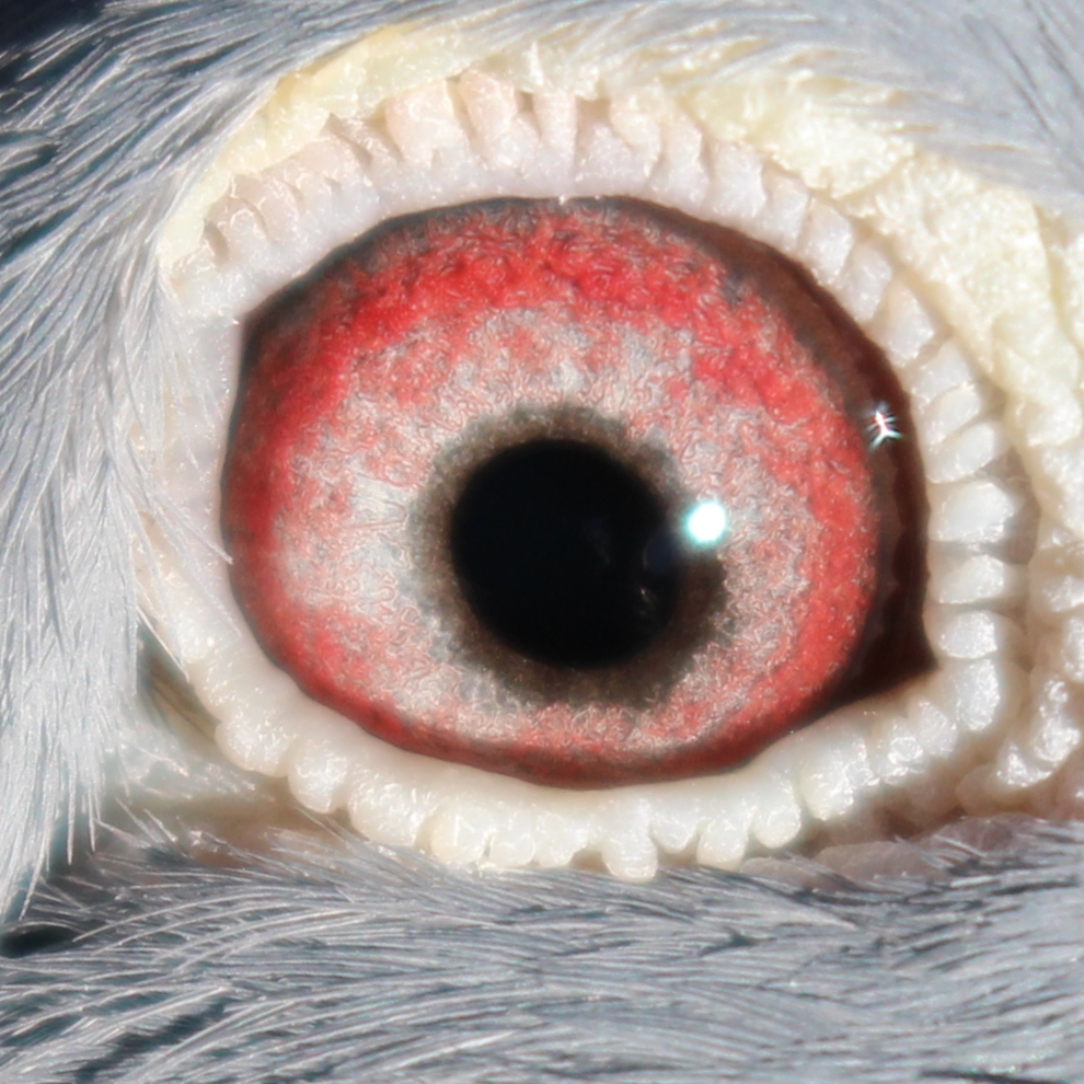 Preview Image 2