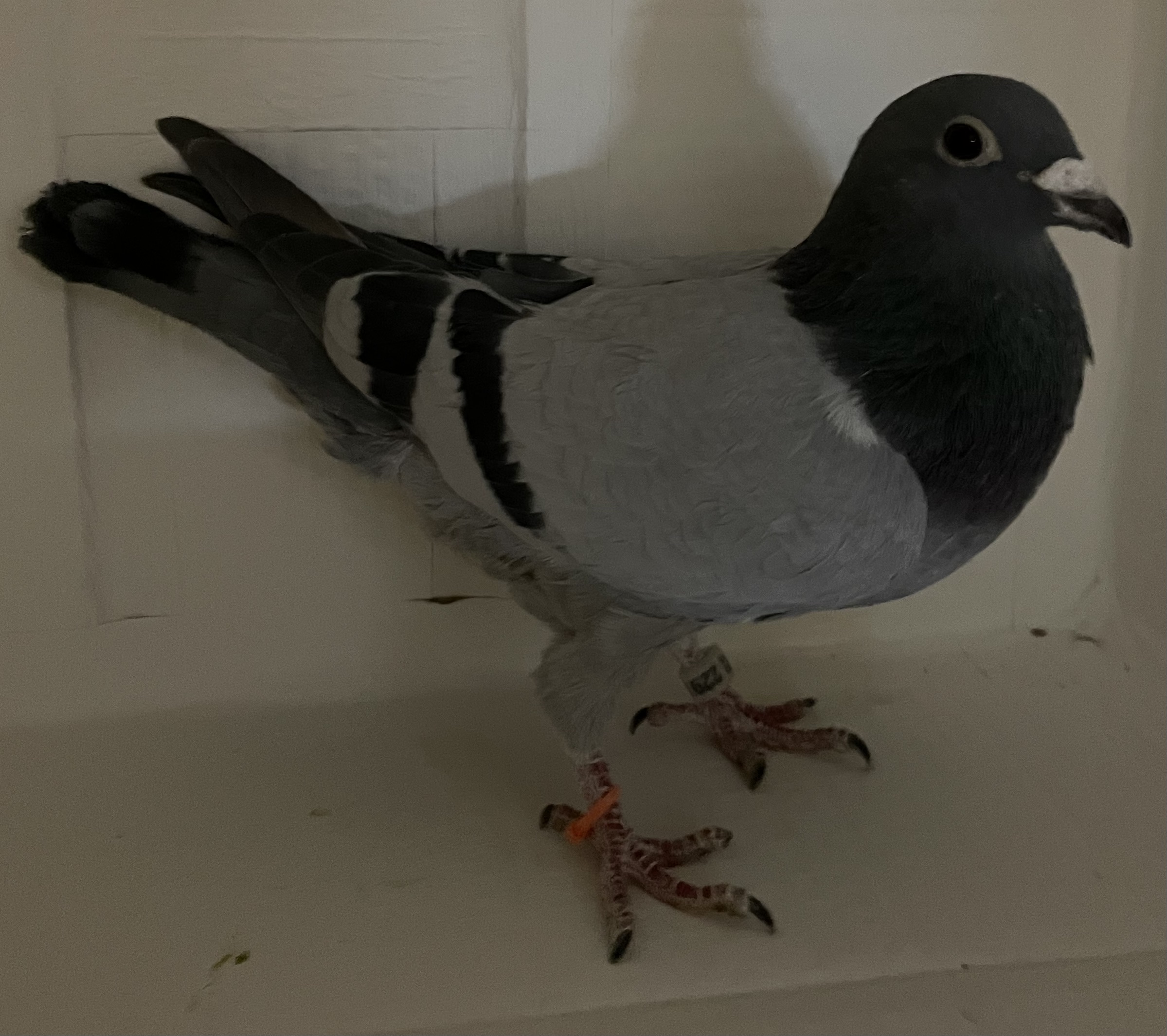 AU 2017 Lundloft 229 BBC